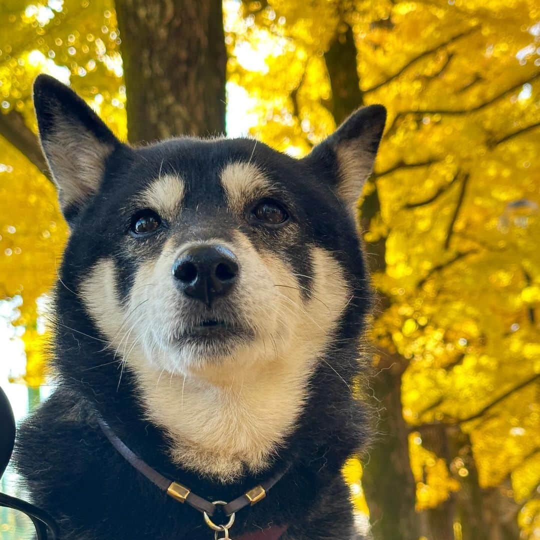 vo_coさんのインスタグラム写真 - (vo_coInstagram)「🐾 晩秋こたちゃん 『黄』 銀杏ver. ＊ #shibastagram #instashiba #shiba #shibainu #黒柴 #柴犬」12月4日 10時24分 - vo_co