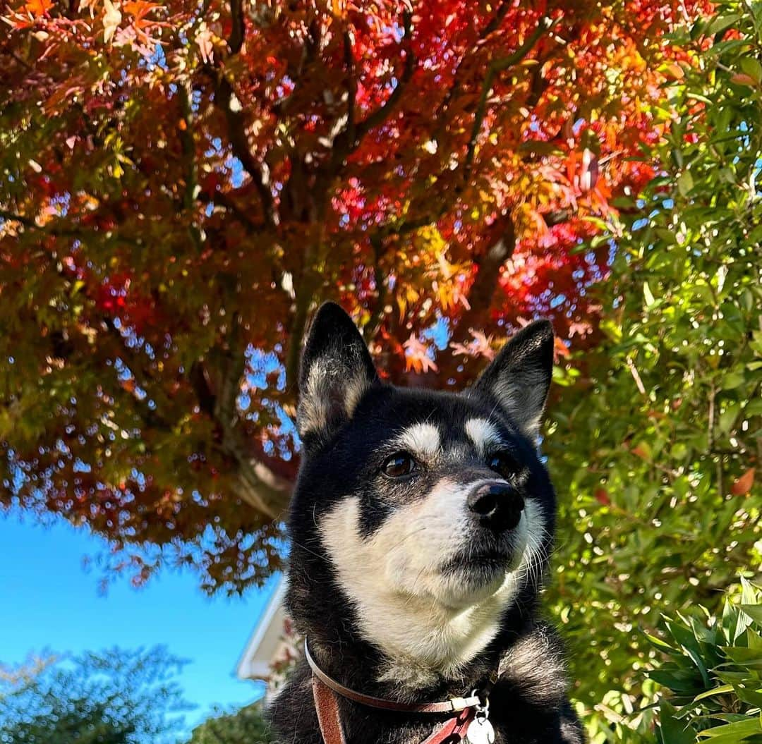 vo_coのインスタグラム：「🐾 晩秋こたちゃん 『朱』 紅葉ver. ＊ #shibastagram #instashiba #shiba #shibainu #黒柴 #柴犬」