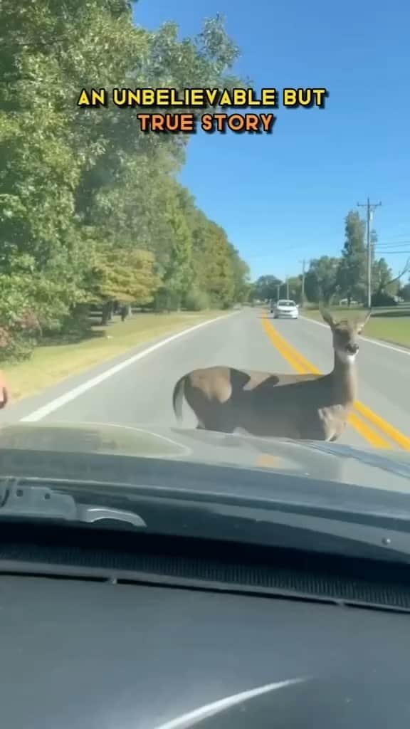 アリシア・シルヴァーストーンのインスタグラム：「An incredible story about a doe and a hero 🦌」