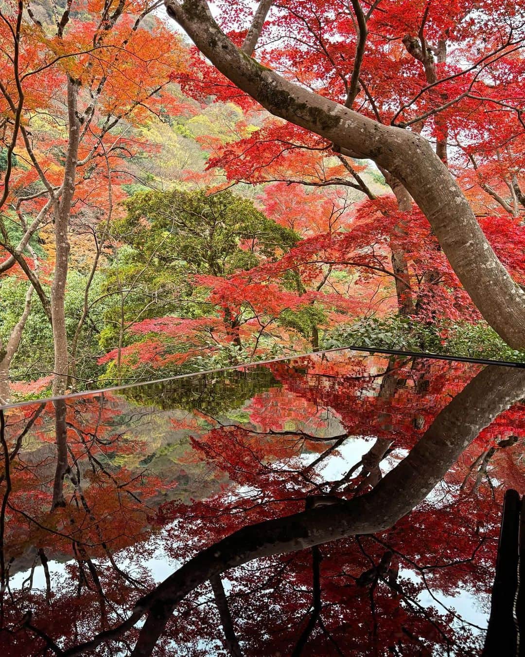 Manaさんのインスタグラム写真 - (ManaInstagram)「⛩️𝑲𝒀𝑶𝑻𝑶 ❤︎🍂 秋の京都、嵐山へ行ってきました✨ ⁡ 今回初めて嵐山の奥にある 祐斎亭というところで絶景をみてきました🍁 ⁡ あたり一面、色づいた木々で埋め尽くされてて 綺麗でとっても癒されました〜🥰 ⁡ ⁡ ⁡ 美しい紅葉をみなさんにもお裾分けです♪ ⁡ ⁡ ⁡ ⁡ ⁡ ⁡ #祐斎亭 #嵐山 #京都嵐山 #嵐山観光 #京都の思い出 #そうだ京都行こう #京都 #京都旅行 #着物コーディネート #着物好き #着物 #きもの #和服 #着物ヘア #着物女子 #京都の風景 #紅葉の季節 #大人コーデ #大人女子 #yusaitei #kyotojapan #kimono #kimonostyle #kimonofashion #arashiyama」12月4日 11時30分 - mana.tcy