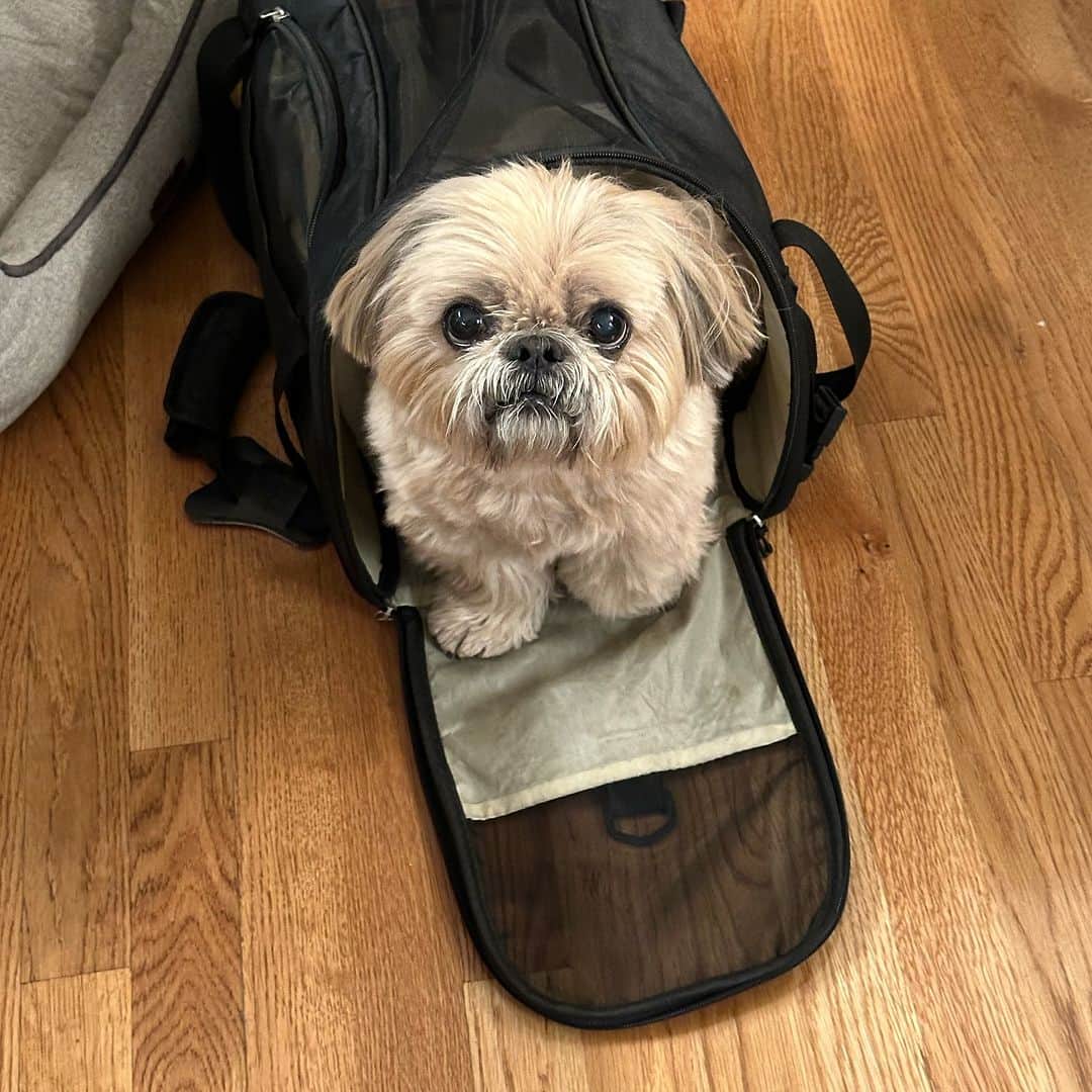 Dougie the Shih Tzuのインスタグラム