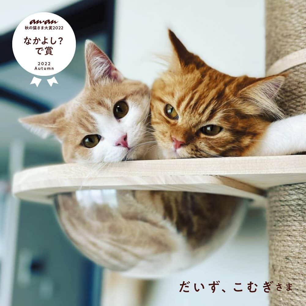 アンアンさんのインスタグラム写真 - (アンアンInstagram)「【2024年　ananにゃんこLOVEムック・猫さま大賞募集！】  ananは2024年2月22日（木）に『にゃんこ♡LOVE』ムックを発売予定です。 そのなかで、人気の投稿企画”anan猫さま大賞”を開催いたしますので、皆さまが撮りためたにゃんこ写真を、ぜひ投稿ください！ 見事グランプリに輝いた猫さまには、豪華記念品をプレゼントいたします。 愛猫のキュートな一瞬、愉快な表情、謎の行動…これぞと思う一枚をふるってご応募ください。     【応募方法】 応募者本人のInstagramアカウントよりanan公式アカウント（@anan_mag）をフォローし、①猫さまの名前、年齢、性別（多数写っている場合はわかるように明記ください）　②写真の説明コメントを入力のうえ、ハッシュタグ「#anan猫さま大賞2024」を必ずつけて投稿してください。 さらに、下記のテーマに合う写真であれば、該当のハッシュタグをつけて投稿してください。 ＊該当写真でなければ２つ目のハッシュタグは、つけなくて構いません。 ＊下記以外にも、独創的なおもしろいハッシュタグもお待ちしております。   #なかよしにゃんこ #わんことにゃんこ #なぜそんなところに #箱入りにゃんこ #コワモテ猫 #顔で語る猫 #ぽっちゃり猫 #奇跡の瞬間 など    【募集〆切】２０２３年１２月１８日（月）２３時５９分 　 【応募規定】 ＊投稿写真は1アカウントにつき5点まで（１投稿１枚で）。写真は他媒体（雑誌、書籍、ウェブサイト、テレビ番組など）で紹介されたことのない、初出しのものに限ります。 ＊過去にインスタグラムに投稿している写真を応募する場合は、過去の投稿にハッシュタグのみを追加するのではなく、必ず今回のムック用に改めて再投稿してください。   ＊画像を投稿する際は、撮影者の著作権許諾がとれているか、写り込んでいるものの肖像掲載許諾に問題がないかご確認ください。    ＊投稿する画像は文字の書き込みや分割などの加工がされていないものに限ります。   ＊投稿された画像を掲載させていただく際、anan公式インスタグラムよりダイレクトメッセージで質問、相談のご連絡をする場合があります。 必ずダイレクトメッセージを受信できる設定にしておいてください。また、投稿いただいた元画像を別途メールでお送りいただく場合がありますので、１月末までお手元に保存をお願いします。   ＊投稿や掲載に関する個別の質問にはお答えできかねますのでご了承ください。   ＊投稿された画像は紙のムック以外にも定期雑誌、電子版、web版、SNSなど、ananが発信するすべてのメディアに掲載される可能性がありますので、予めご了承ください。    ＊ご提供いただいた個人情報は当社にて厳重に管理し、本企画でのみ利用させていただきます。 【問い合わせ】anan編集部 03-3545-7050 （平日11時〜18時）」12月4日 12時26分 - anan_mag