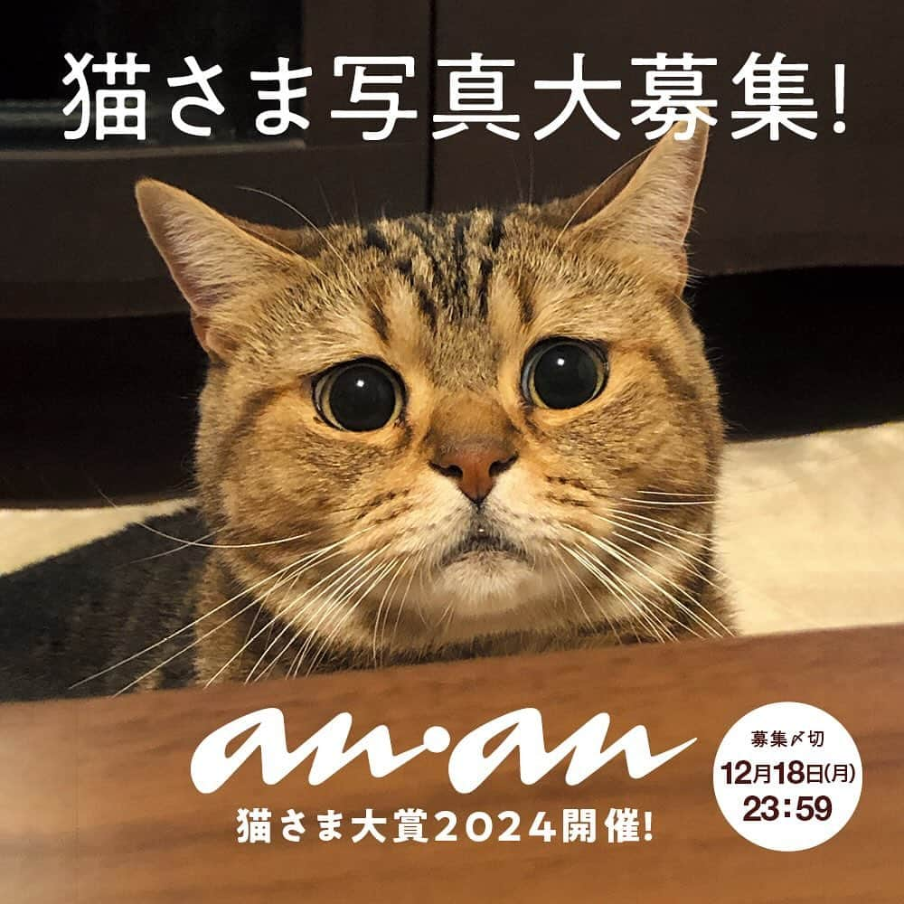 アンアンのインスタグラム：「【2024年　ananにゃんこLOVEムック・猫さま大賞募集！】  ananは2024年2月22日（木）に『にゃんこ♡LOVE』ムックを発売予定です。 そのなかで、人気の投稿企画”anan猫さま大賞”を開催いたしますので、皆さまが撮りためたにゃんこ写真を、ぜひ投稿ください！ 見事グランプリに輝いた猫さまには、豪華記念品をプレゼントいたします。 愛猫のキュートな一瞬、愉快な表情、謎の行動…これぞと思う一枚をふるってご応募ください。     【応募方法】 応募者本人のInstagramアカウントよりanan公式アカウント（@anan_mag）をフォローし、①猫さまの名前、年齢、性別（多数写っている場合はわかるように明記ください）　②写真の説明コメントを入力のうえ、ハッシュタグ「#anan猫さま大賞2024」を必ずつけて投稿してください。 さらに、下記のテーマに合う写真であれば、該当のハッシュタグをつけて投稿してください。 ＊該当写真でなければ２つ目のハッシュタグは、つけなくて構いません。 ＊下記以外にも、独創的なおもしろいハッシュタグもお待ちしております。   #なかよしにゃんこ #わんことにゃんこ #なぜそんなところに #箱入りにゃんこ #コワモテ猫 #顔で語る猫 #ぽっちゃり猫 #奇跡の瞬間 など    【募集〆切】２０２３年１２月１８日（月）２３時５９分 　 【応募規定】 ＊投稿写真は1アカウントにつき5点まで（１投稿１枚で）。写真は他媒体（雑誌、書籍、ウェブサイト、テレビ番組など）で紹介されたことのない、初出しのものに限ります。 ＊過去にインスタグラムに投稿している写真を応募する場合は、過去の投稿にハッシュタグのみを追加するのではなく、必ず今回のムック用に改めて再投稿してください。   ＊画像を投稿する際は、撮影者の著作権許諾がとれているか、写り込んでいるものの肖像掲載許諾に問題がないかご確認ください。    ＊投稿する画像は文字の書き込みや分割などの加工がされていないものに限ります。   ＊投稿された画像を掲載させていただく際、anan公式インスタグラムよりダイレクトメッセージで質問、相談のご連絡をする場合があります。 必ずダイレクトメッセージを受信できる設定にしておいてください。また、投稿いただいた元画像を別途メールでお送りいただく場合がありますので、１月末までお手元に保存をお願いします。   ＊投稿や掲載に関する個別の質問にはお答えできかねますのでご了承ください。   ＊投稿された画像は紙のムック以外にも定期雑誌、電子版、web版、SNSなど、ananが発信するすべてのメディアに掲載される可能性がありますので、予めご了承ください。    ＊ご提供いただいた個人情報は当社にて厳重に管理し、本企画でのみ利用させていただきます。 【問い合わせ】anan編集部 03-3545-7050 （平日11時〜18時）」