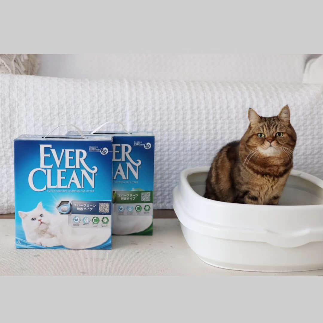 寅次郎（とらちゃん）のインスタグラム：「新しい猫砂でおトイレ中にゃ！  EVERCLEAN  @evercleanjp  欧米全域で長年愛されてきたプレミアム猫砂です。  💡使ってみて良かったところは ✔優れた嗜好性。 サラサラの粒子で自然の砂に近いせいか、トイレに入れるとすぐに快適そうにトイレをしていました。 ✔強力な凝固力とよく乾燥するため早く小さい塊になってとても取り出しやすい。 ✔消臭力にも優れていて、トイレの中がほとんど臭わない。 ✔好みので芳香タイプと無香タイプを選べる。 (芳香タイプも猫が足踏みすれば匂うくらいの優しい香り) ✔個人的にハウスダストのアレルギー持ちの飼い主にとってホコリが少ないのも大きなポイントでした。 リピしようと思ってます。  猫にも飼い主も優しい猫砂のEVERCLEAN本気でおすすめです。  𓐄 𓐄 𓐄 𓐄 𓐄 𓐄 𓐄 𓐄 𓐄 𓐄 𓐄 𓐄 𓐄 𓐄 𓐄 𓐄 𓐄 𓐄 #PR #everclen #エバークリーン #猫砂 #ねこ砂はエバークリーンニャー #猫のいる暮らし #猫の日常  #ねこすたぐらむ」