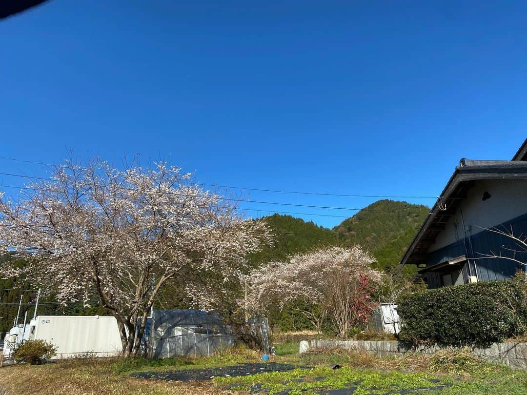 タテタカコさんのインスタグラム写真 - (タテタカコInstagram)「霜があちこちにおりてる日に、桜🌸が！？」12月4日 12時34分 - tatetakako