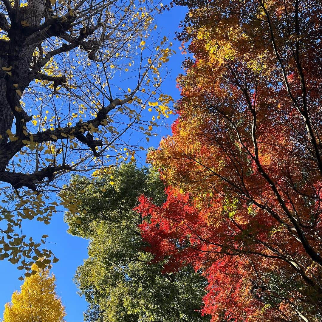 藤田朋子のインスタグラム：「普通に紅葉楽しめるよね #近所の空 #ルパンの散歩 #紅葉狩り #銀杏 #師走の空」