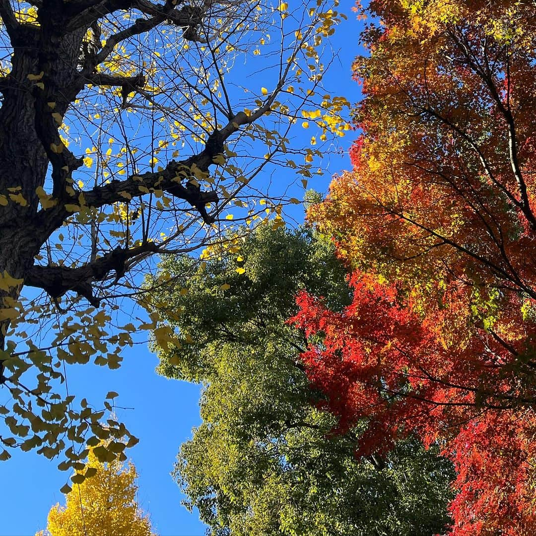 藤田朋子さんのインスタグラム写真 - (藤田朋子Instagram)「普通に紅葉楽しめるよね #近所の空 #ルパンの散歩 #紅葉狩り #銀杏 #師走の空」12月4日 12時56分 - chiendormant