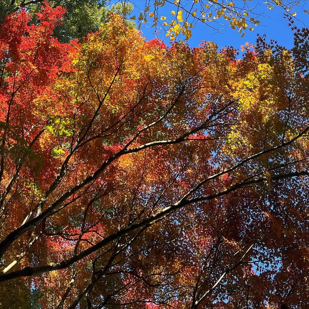 藤田朋子さんのインスタグラム写真 - (藤田朋子Instagram)「普通に紅葉楽しめるよね #近所の空 #ルパンの散歩 #紅葉狩り #銀杏 #師走の空」12月4日 12時56分 - chiendormant