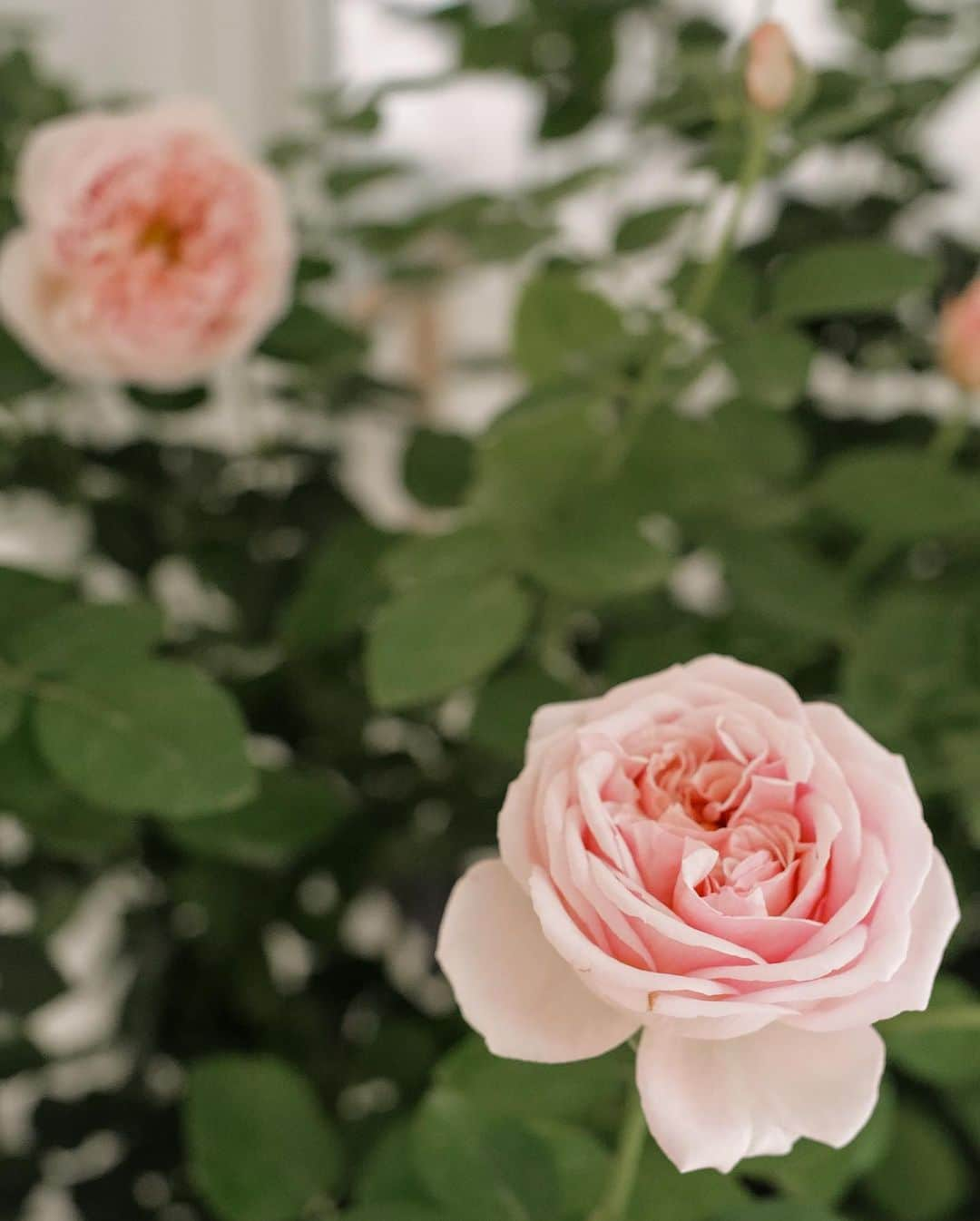 ジェイミー・チュアさんのインスタグラム写真 - (ジェイミー・チュアInstagram)「In the garden of life, a rose reminds us to embrace both beauty and thorns.」12月4日 12時59分 - ec24m