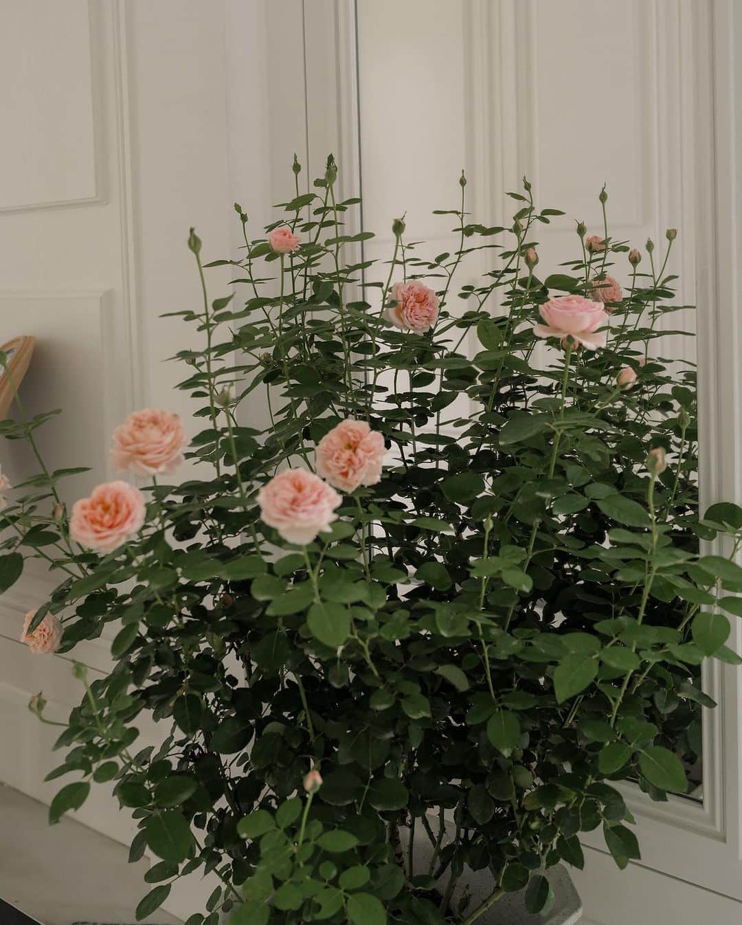 ジェイミー・チュアのインスタグラム：「In the garden of life, a rose reminds us to embrace both beauty and thorns.」