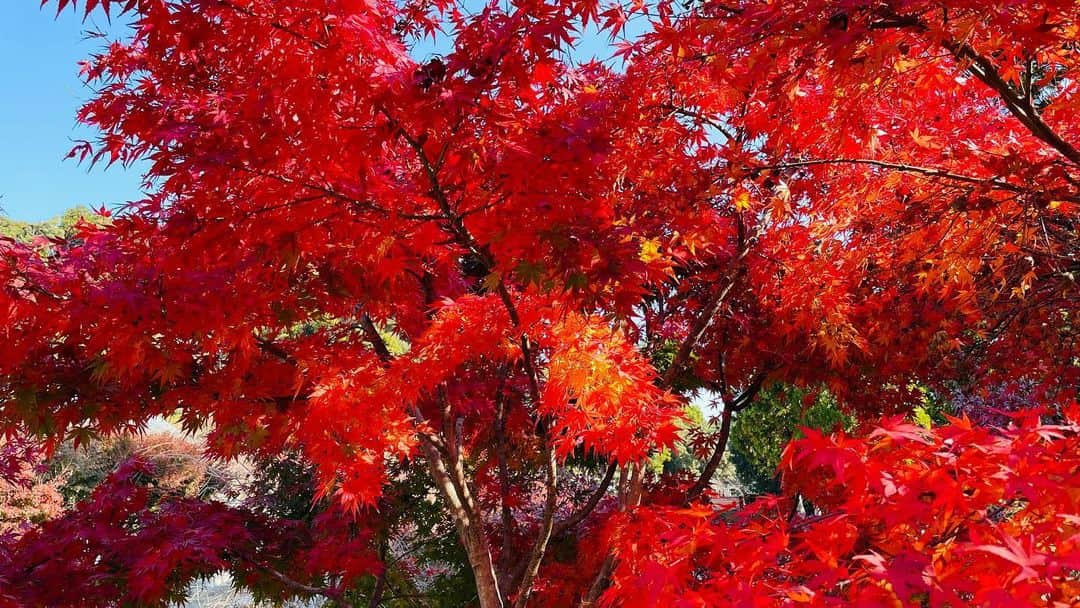 須藤誠人さんのインスタグラム写真 - (須藤誠人Instagram)「先日、紅葉を見に行ってきました。 真っ赤に染まったものもあれば見惚れるような美しいグラデーションもあって季節を感じられました☺️ たくさん写真も撮っちゃいました。 でも寒いのは苦手です。。  #法多山尊永寺 #袋井市 #紅葉狩り #紅葉」12月4日 13時08分 - satv_makoto_sudo