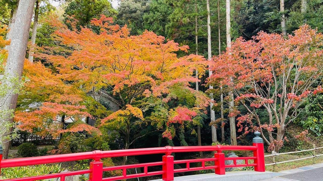 須藤誠人さんのインスタグラム写真 - (須藤誠人Instagram)「先日、紅葉を見に行ってきました。 真っ赤に染まったものもあれば見惚れるような美しいグラデーションもあって季節を感じられました☺️ たくさん写真も撮っちゃいました。 でも寒いのは苦手です。。  #法多山尊永寺 #袋井市 #紅葉狩り #紅葉」12月4日 13時08分 - satv_makoto_sudo