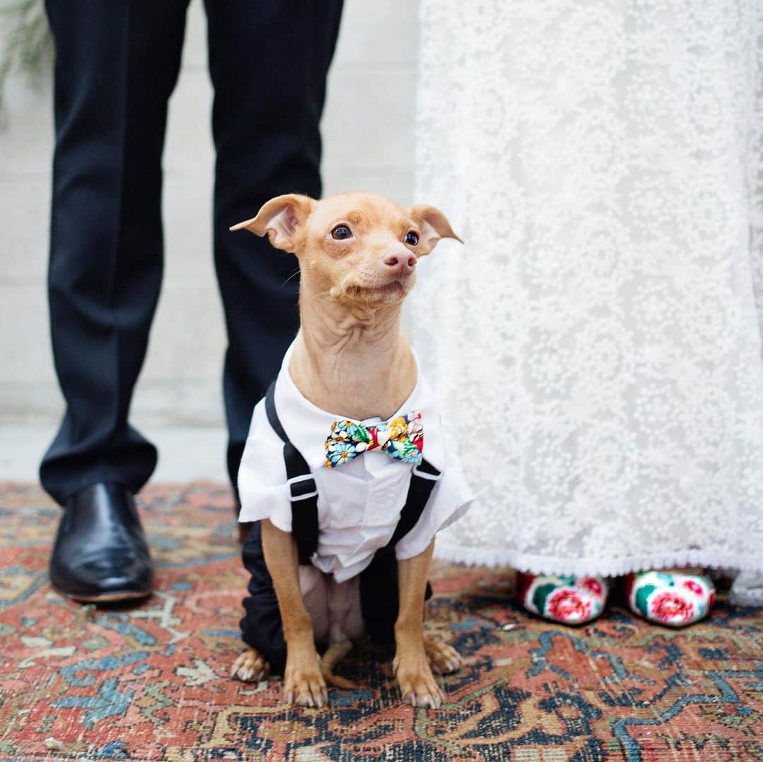 Tuna {breed:chiweenie} さんのインスタグラム写真 - (Tuna {breed:chiweenie} Instagram)「7 years ago today, I married the love of my life and my best friend. To clarify. I didn’t marry Tuna. I married the other love of my life and best friend- my sweetest Ian. Tuna did have a big part in the wedding though. He was our ring bearer and did an excellent job at not eating the rings. Bonus points for looking dapper. 📸: @agallant」12月4日 13時17分 - tunameltsmyheart