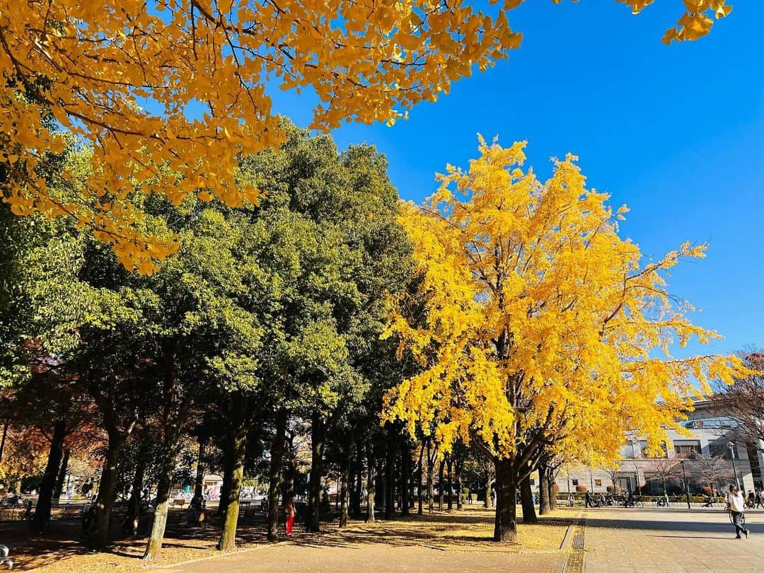 岐洲匠のインスタグラム：「綺麗であった #紅葉」