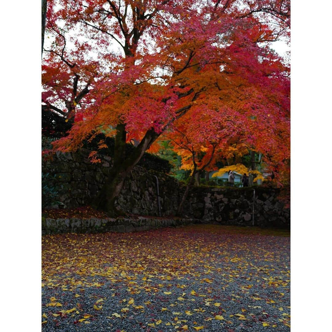 石井美保さんのインスタグラム写真 - (石井美保Instagram)「今年は南禅寺の紅葉🍁#南禅寺#mihoishii_京都」12月4日 23時34分 - miho_ishii