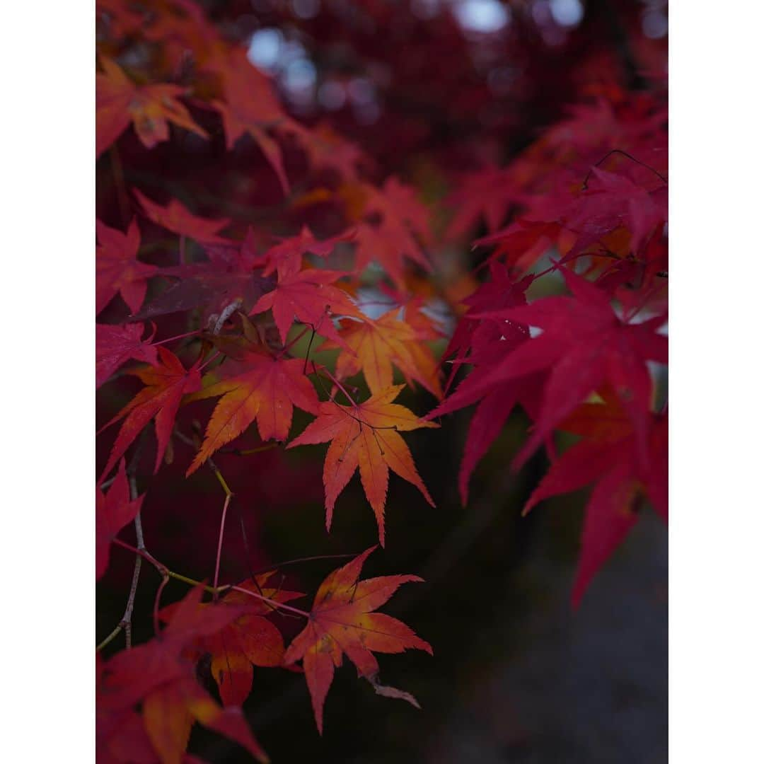 石井美保さんのインスタグラム写真 - (石井美保Instagram)「今年は南禅寺の紅葉🍁#南禅寺#mihoishii_京都」12月4日 23時34分 - miho_ishii