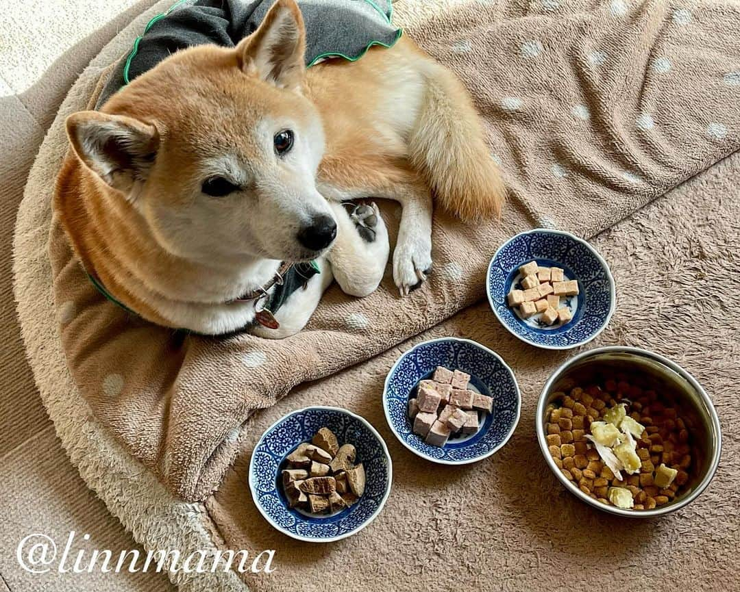 linnmamaさんのインスタグラム写真 - (linnmamaInstagram)「日向荘の住人たち🐕〜①凜と麗〜お母さんと一緒💕〜②純と麗〜お姉ちゃんと一緒💕〜③コットの上の純〜④しまどらの上の翔〜⑤翔〜至福のコーミング🥰〜⑥コットの上の麗〜⑦本日のアラカルト〜今日はレギュラーのごはん🍚を全部食べました👏〜やったぁ🙌〜今日できることを精一杯、それで十分‼️〜今日も元気でありがとう❣️ ＊ ＊ ＊ #柴犬#dog #柴犬凜の勇気凜々every day #shibastagram #my_eos_photo #eosr6 #eosr10  #ドッグフォトグラファーズ #iphone12 #iphone12promax  #2024凜ファミリーカレンダー発売中 #プロフィール欄からどうぞ #Amazon、楽天でも販売中 #日向ぼっこ」12月5日 0時44分 - linnmama