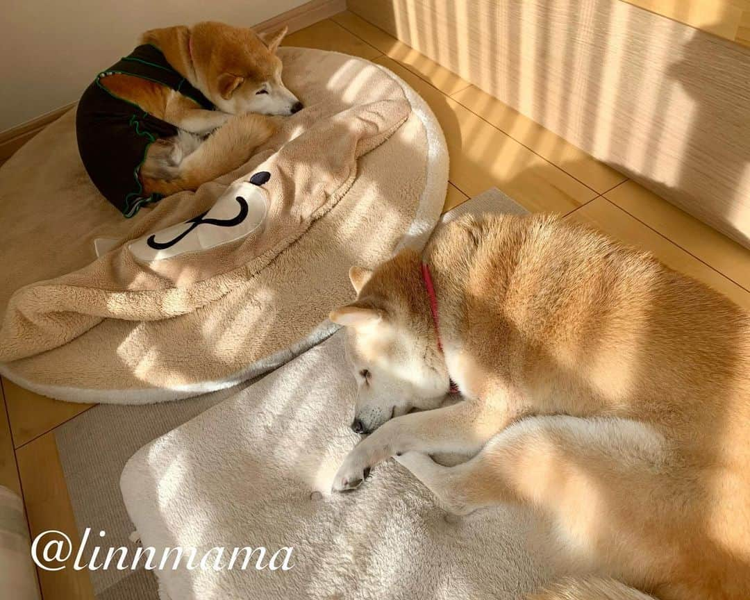 linnmamaのインスタグラム：「日向荘の住人たち🐕〜①凜と麗〜お母さんと一緒💕〜②純と麗〜お姉ちゃんと一緒💕〜③コットの上の純〜④しまどらの上の翔〜⑤翔〜至福のコーミング🥰〜⑥コットの上の麗〜⑦本日のアラカルト〜今日はレギュラーのごはん🍚を全部食べました👏〜やったぁ🙌〜今日できることを精一杯、それで十分‼️〜今日も元気でありがとう❣️ ＊ ＊ ＊ #柴犬#dog #柴犬凜の勇気凜々every day #shibastagram #my_eos_photo #eosr6 #eosr10  #ドッグフォトグラファーズ #iphone12 #iphone12promax  #2024凜ファミリーカレンダー発売中 #プロフィール欄からどうぞ #Amazon、楽天でも販売中 #日向ぼっこ」