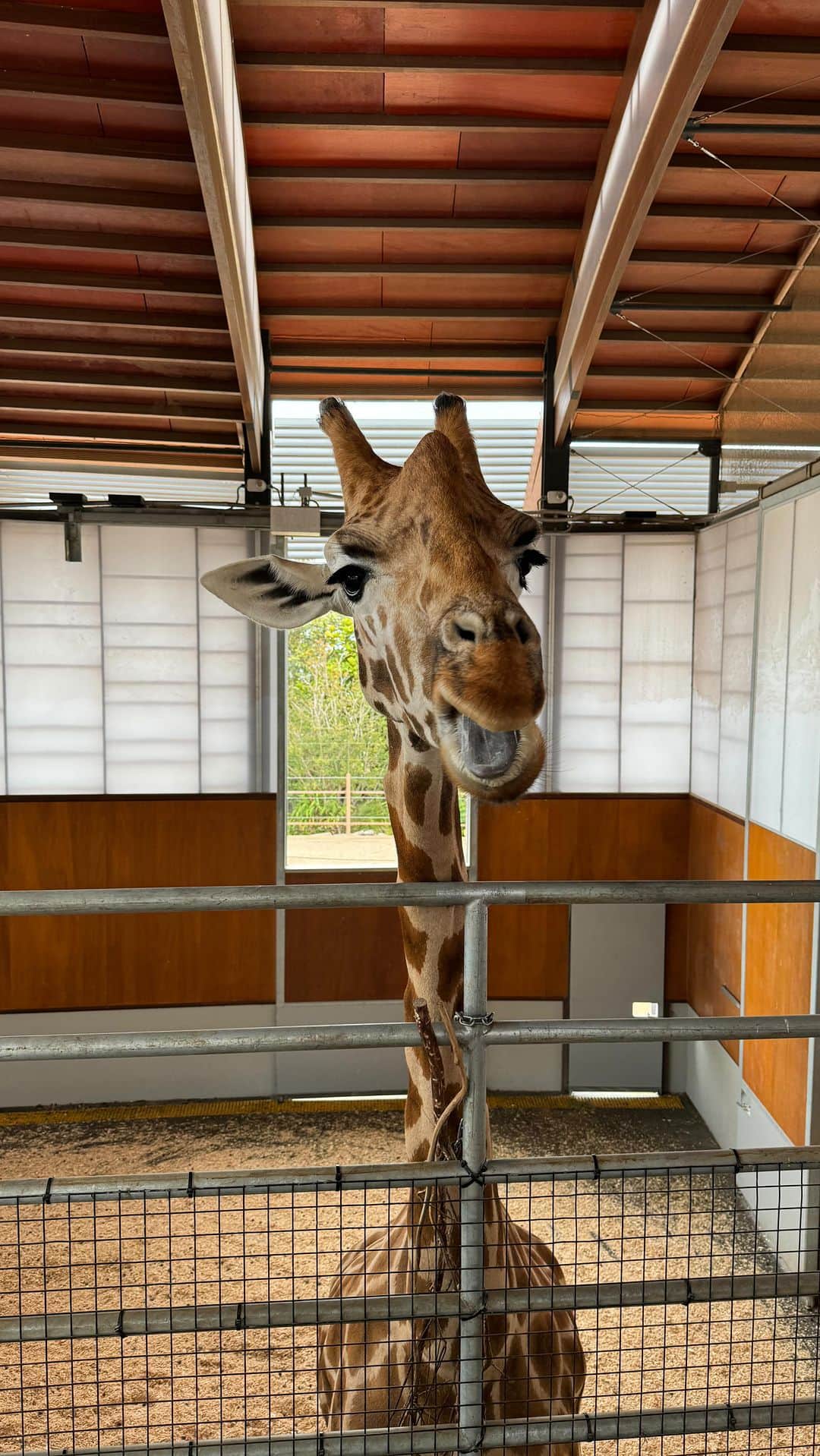 タロンガ動物園のインスタグラム：「Sipping wine under the stars while listening to nature’s lullaby - sounds pretty nice huh? 🦁  We indulged our inner child and hit up @tarongazoo for the ultimate sleepover, with an adult twist!  While roaming the zoo after hours, wine in one hand, canapé in the other, the only thing better was catching some ZZZ’s in our ultra-lux tent, overlooking Sydney Harbour. 🏕️🌅  Actually, feeding the Giraffes and the close-up Seal encounter was probably the best part, but it’s dealers choice, so decide for yourself.  You can join the famous Roar and Snore every Tuesday to Sunday night, or do what we did and park up for their adults-only Wine Safari night.  Hot Tip: The next Wine Safari is on Dec 13, and being close to Christmas and all, we’ve got a gift for you! Enter WHATSON23 for a cheeky discount via the Taronga website - Expires Dec 17 - so get to it! 🍷  #whatsonsydney   #tarongazoo #roarandsnoar #zoo #tarongazoosydney #wildliferetreat #glamping #sydneylife #sydneylocal #thingstodoinsydney #sydneylifestyle #sydneyactivities #schoolholidays #sydneytodo #visitnsw #visitsydney #sydneytourist #animallover #giraffes #elephants #sydneystaycation #sydneytravel #discountcode #christmaspresents #presentideas #uniquegifts #giftsforkids  #giftsforcouples #giftsforfamily」