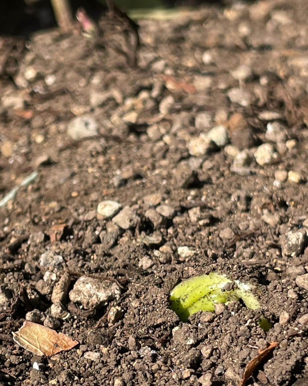 小笠原正典さんのインスタグラム写真 - (小笠原正典Instagram)「🌱🌱 小さな芽吹き、発見。 がんばれ〜って応援したくなっちゃいます。  ２週間ほど前に株分けをしたクリスマスローズです。  2枚目のように地中て葉がひらいて 土を持ち上げてるものもありました。  庭植えで、何年も植えっぱなしで LPレコードぐらいの大きな根になっていたものを 分割して、植え直し。 2月になるとたくさんの花をつけるはずです。  本格的な冬になったばかりだけど 春を待つ、我が家の庭です。  #クリスマスローズ #株分け」12月4日 16時21分 - masanori.ogasahara