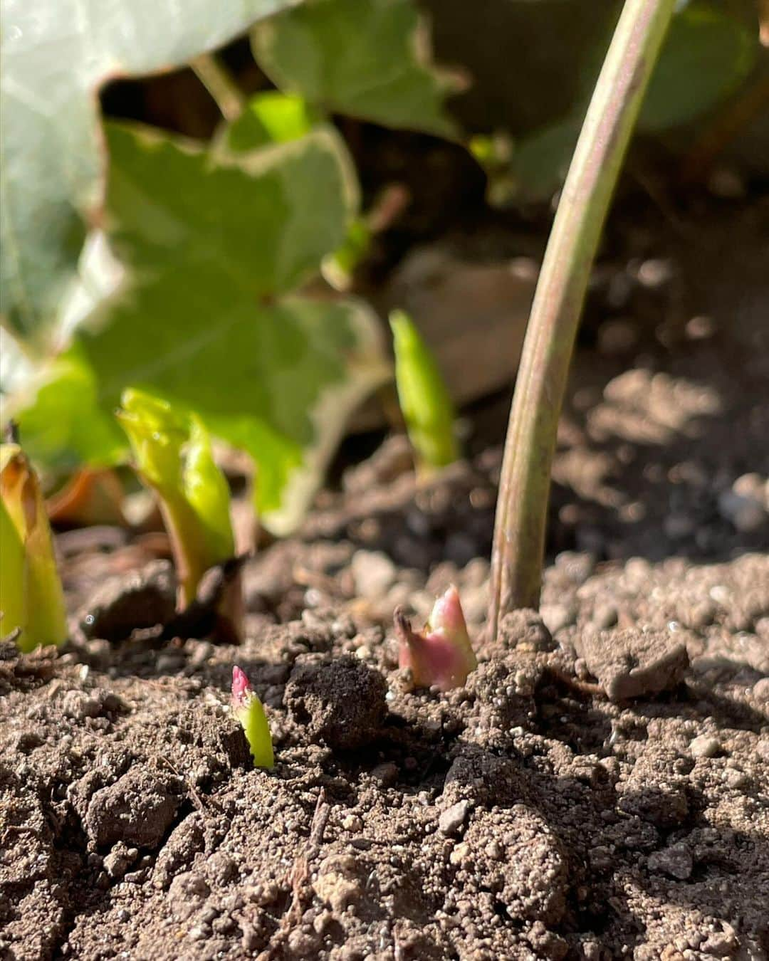 小笠原正典のインスタグラム：「🌱🌱 小さな芽吹き、発見。 がんばれ〜って応援したくなっちゃいます。  ２週間ほど前に株分けをしたクリスマスローズです。  2枚目のように地中て葉がひらいて 土を持ち上げてるものもありました。  庭植えで、何年も植えっぱなしで LPレコードぐらいの大きな根になっていたものを 分割して、植え直し。 2月になるとたくさんの花をつけるはずです。  本格的な冬になったばかりだけど 春を待つ、我が家の庭です。  #クリスマスローズ #株分け」