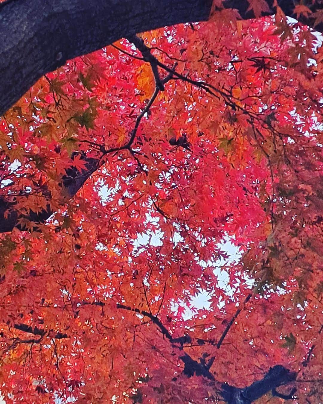 谷口キヨコのインスタグラム：「外を歩いてたらこんな綺麗な紅葉も見られるもんな🍁病気でずっと家にいるってしんどいな…これが病院ならもっともっとしんどいやろうな。私は何日か療養したら元気になるってわかってたけど、先の見えない治療のどれだけつらいことか、孤独なことか。想像を絶するなぁ。たった何日かの療養だけでこんなに怖く孤独を感じるんやもん。この思いは忘れずにいよう。 #紅葉　#京都の紅葉　#谷口キヨコ　#キヨピー」