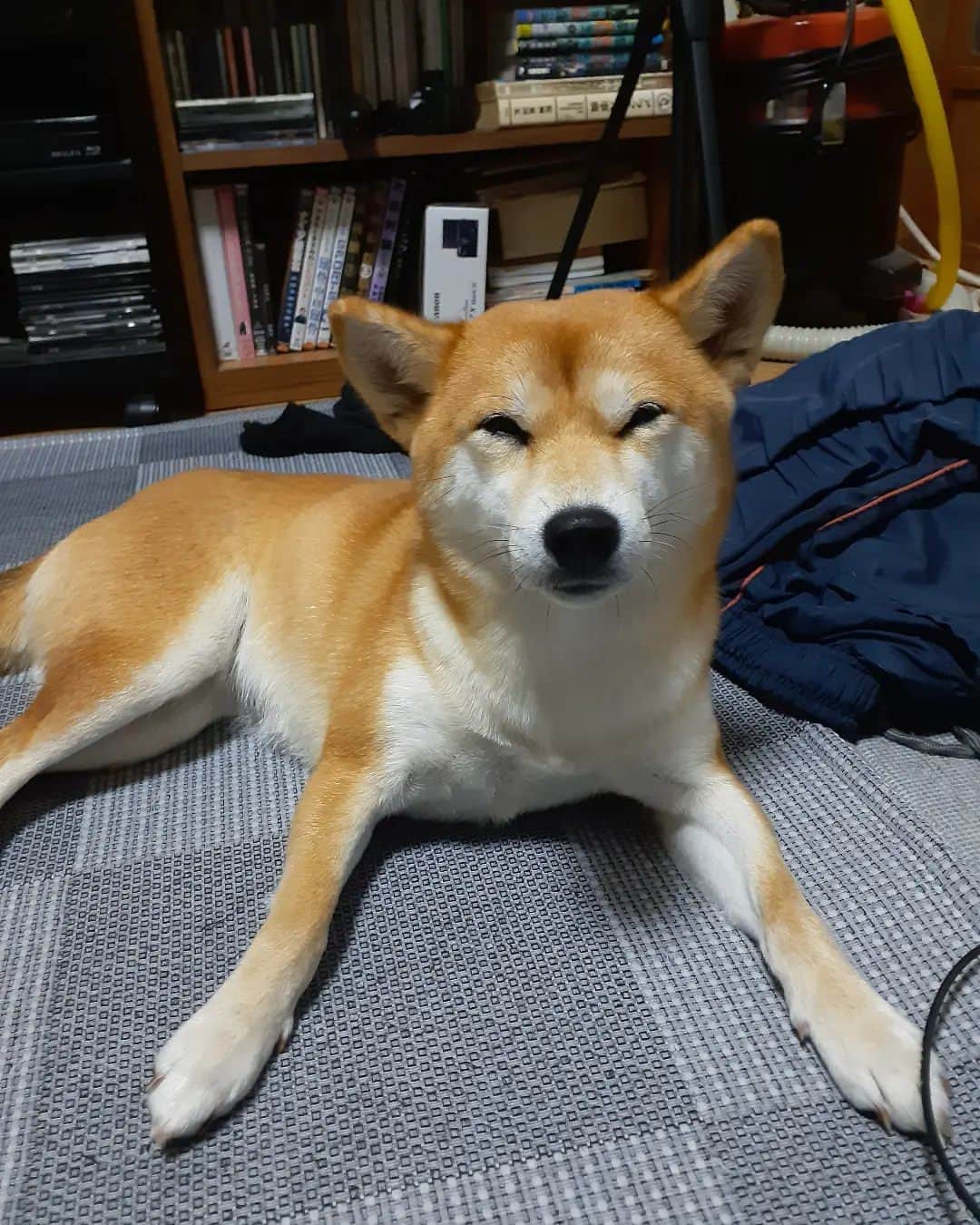 inosemarineのインスタグラム：「初めてきいを「マリ」と呼び間違えてしまいました。 その後のきいの顔です。#柴犬」