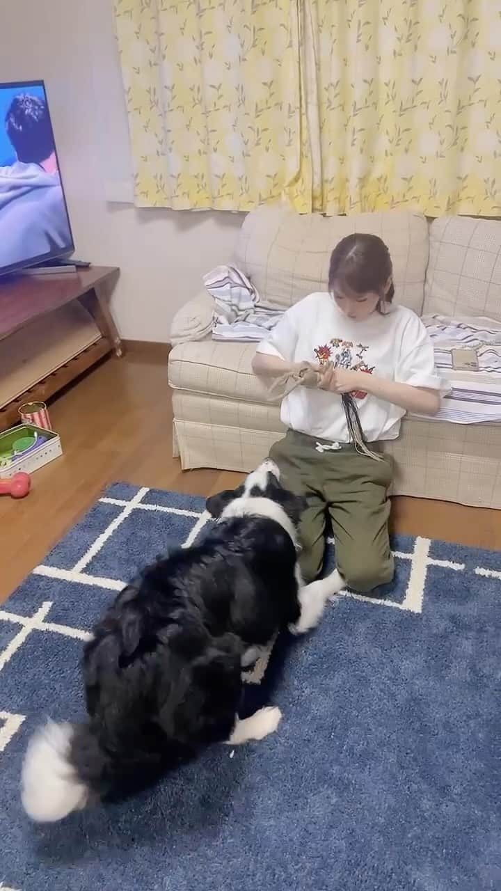 西村歩乃果のインスタグラム：「痛がると慰めて？くれるエマ🐶  ほんとに慰めてるのかな。笑 ⚠️痛くありません」
