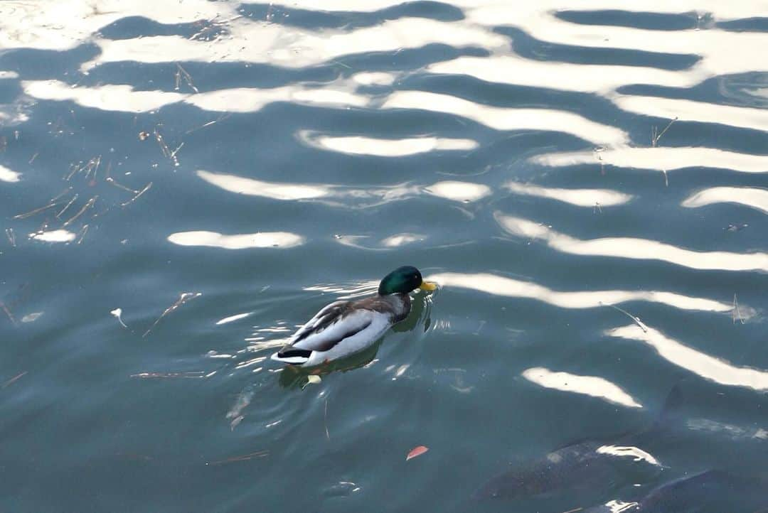 川西莉子のインスタグラム：「🦆」