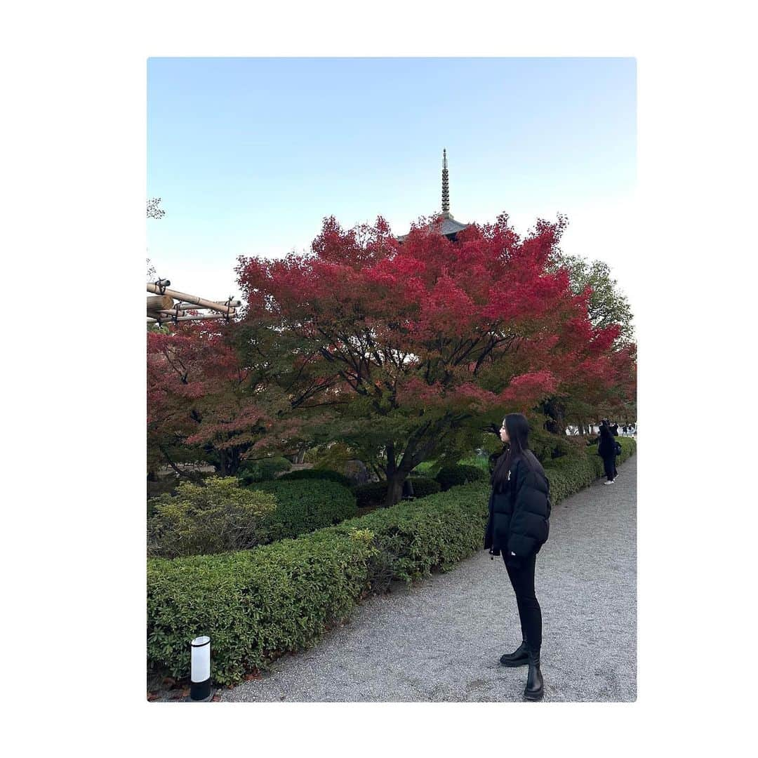 柏原明日架さんのインスタグラム写真 - (柏原明日架Instagram)「…@  紅く染まったもみじ🍁少し肌寒かったけど綺麗でした〜  #紅葉」12月4日 17時01分 - asuka_____official