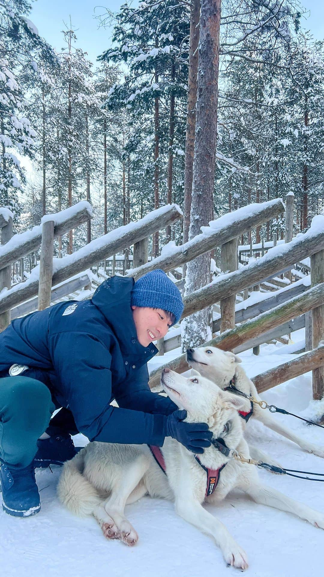 山下智央のインスタグラム：「🇬🇧 A dream come true and another check on my bucket list. I’ve watched videos of the husky rides in Lapland a million times but experiencing it was something at another level. The view of the sunrise and the white colors of the snow were amazing. The huskies were so cute and friendly and I fell in love with them haha  🇮🇩 Mimpi yang menjadi kenyataan dan satu lagi yang masuk dalam bucketlist aku. AKu udah nonton video husky rides di Lapland jutaan kali, tapi merasa beda banget kalo mengalami ini.  Pemandangan matahari terbit dan warna putih salju sungguh menakjubkan. Anjing-anjing husky ini sangat lucu dan ramah dan aku  jatuh cinta pada mereka wkwk  Check out @huskyparkarcticcircle and hope you guys can experience this amazing activity as well!」