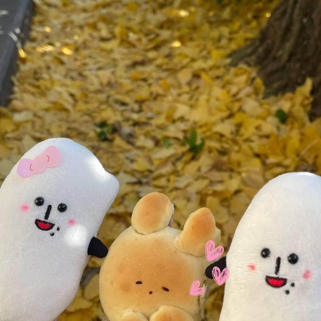 コメ助さんのインスタグラム写真 - (コメ助Instagram)「.  今日はコメ友産のうさちゃんと🐰💓 紅葉を見に来たヨネ(๑˃̵ᴗ˂̵)🍂  とっても天気が良くて うさちゃんは眠たそうコメ🤤🫧  そして実は… うさちゃんはパンなんだヨネ🤭  僕たち兄妹はお米で、 うさちゃんはパンなんて運命的😆❣️  これからもよろしくコメ(๑˃̵ᴗ˂̵)  #いちょう #銀杏並木 #紅葉 #紅葉狩り #秋 #冬  #パン #小麦 #稲 🥖🌾 #うさちゃん #お友達 #コメ助 #ゆるキャラ」12月4日 17時16分 - komenichiwa