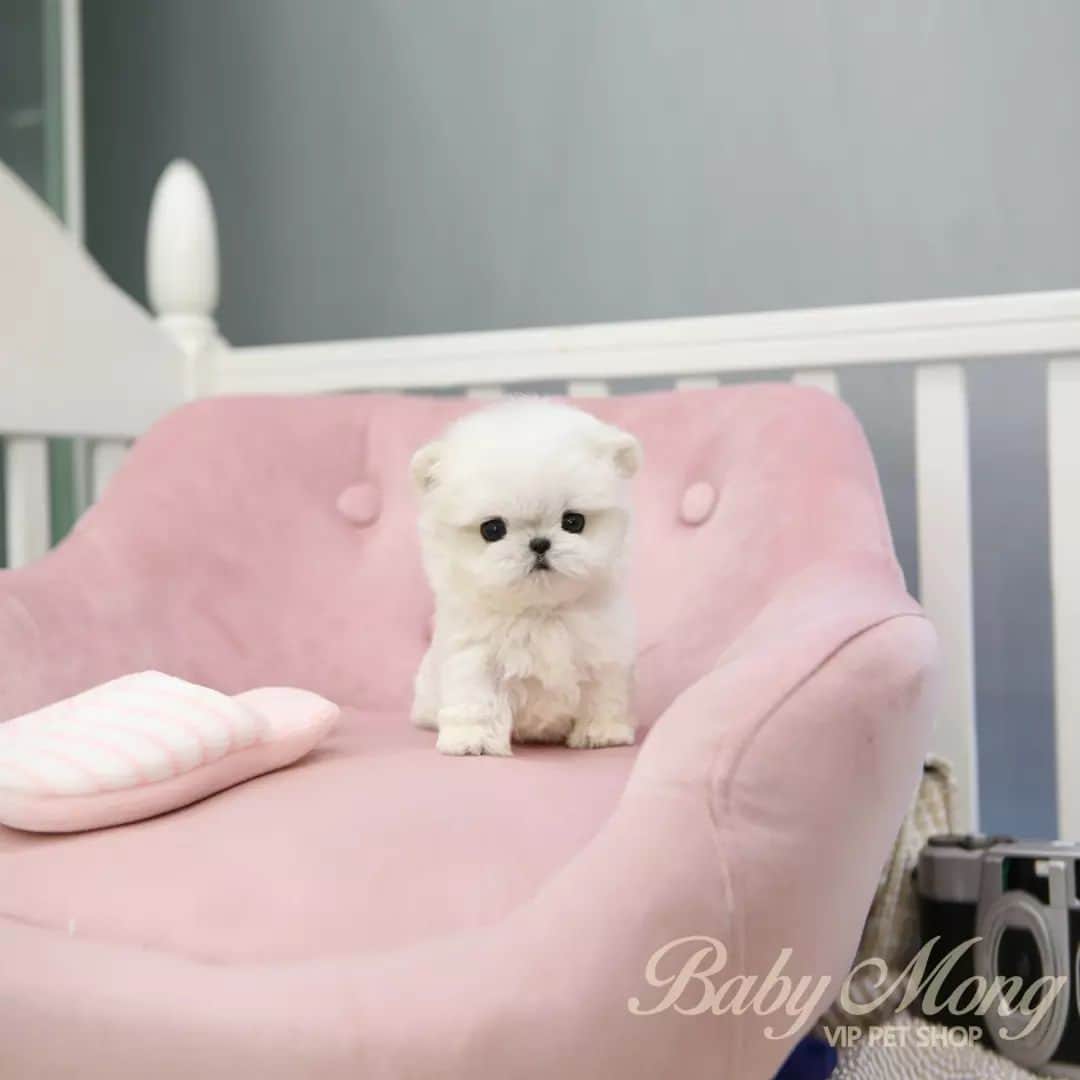 のインスタグラム：「OMG!! There's a puppy that looks like a doll @ㅁ@ . . 저희는 다양한 강아지를 소유하고있으며, 강아지의 외모와 건강에 최선을 다하고 있습니다. We OWN Each and Every Puppy In Hand We Only Offer the Best in Appearance and Health  . . 베이비몽은 11년동안 운영한 믿을 만한 펫샵으로 많은 한류스타, k팝스타, 셀럽들이 선택한 곳입니다 미니 사이즈,명품견 전문으로  해외,국내에서 이미 유명하며  단 한건의 사고 없이 지금까지 운영해 왔습니다  당신이 원하는 강아지가 있다면 언제든지 연락주세요!!  BabyMong is a reliable pet shop that has been operating in Korea for 11 years. Many K-pop stars, Korean wave stars, and celebrities chose BabyMong. We are specialize in selling mini-cup-sized puppies. We sent many puppies abroad for a long time. And the puppies have been transported safely without a single accident.  Feel free to contact me if you are interested. . . ????서울 영등포 본점: 010 8325 0086 영업등록번호: 110111-7609071 주소: 서울시 영등포구 영중로23 대표번호: 1688-4386 ??  text Instagram☎+82-10-2214-0186 Whatsapp +82-10-2214-0186 Wechat babymongoverseas Email : babymongkorea@gmail.com Dm : ?? Please direct message call me BABYMONG Main Kakao talk ID : babymongkorea . . #말티즈 #미니말티즈 #몰티즈 #말티즈분양 #말티  #말티즈전문 #말티즈켄넬 #강아지켄넬 #강아지분양 #애견 #애견분양 #베이비몽 #서울 #영등포  #maltese #minimaltese #teacuppuppy #teacupmaltese #maltesegram  #koreanpuppy #cute #cutedog #dogstagram #puppylove #puppy #dogadoption」