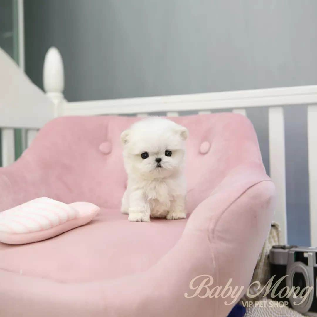 さんのインスタグラム写真 - (Instagram)「OMG!! There's a puppy that looks like a doll @ㅁ@ . . 저희는 다양한 강아지를 소유하고있으며, 강아지의 외모와 건강에 최선을 다하고 있습니다. We OWN Each and Every Puppy In Hand We Only Offer the Best in Appearance and Health  . . 베이비몽은 11년동안 운영한 믿을 만한 펫샵으로 많은 한류스타, k팝스타, 셀럽들이 선택한 곳입니다 미니 사이즈,명품견 전문으로  해외,국내에서 이미 유명하며  단 한건의 사고 없이 지금까지 운영해 왔습니다  당신이 원하는 강아지가 있다면 언제든지 연락주세요!!  BabyMong is a reliable pet shop that has been operating in Korea for 11 years. Many K-pop stars, Korean wave stars, and celebrities chose BabyMong. We are specialize in selling mini-cup-sized puppies. We sent many puppies abroad for a long time. And the puppies have been transported safely without a single accident.  Feel free to contact me if you are interested. . . ????서울 영등포 본점: 010 8325 0086 영업등록번호: 110111-7609071 주소: 서울시 영등포구 영중로23 대표번호: 1688-4386 ??  text Instagram☎+82-10-2214-0186 Whatsapp +82-10-2214-0186 Wechat babymongoverseas Email : babymongkorea@gmail.com Dm : ?? Please direct message call me BABYMONG Main Kakao talk ID : babymongkorea . . #말티즈 #미니말티즈 #몰티즈 #말티즈분양 #말티  #말티즈전문 #말티즈켄넬 #강아지켄넬 #강아지분양 #애견 #애견분양 #베이비몽 #서울 #영등포  #maltese #minimaltese #teacuppuppy #teacupmaltese #maltesegram  #koreanpuppy #cute #cutedog #dogstagram #puppylove #puppy #dogadoption」12月4日 17時18分 - babymong