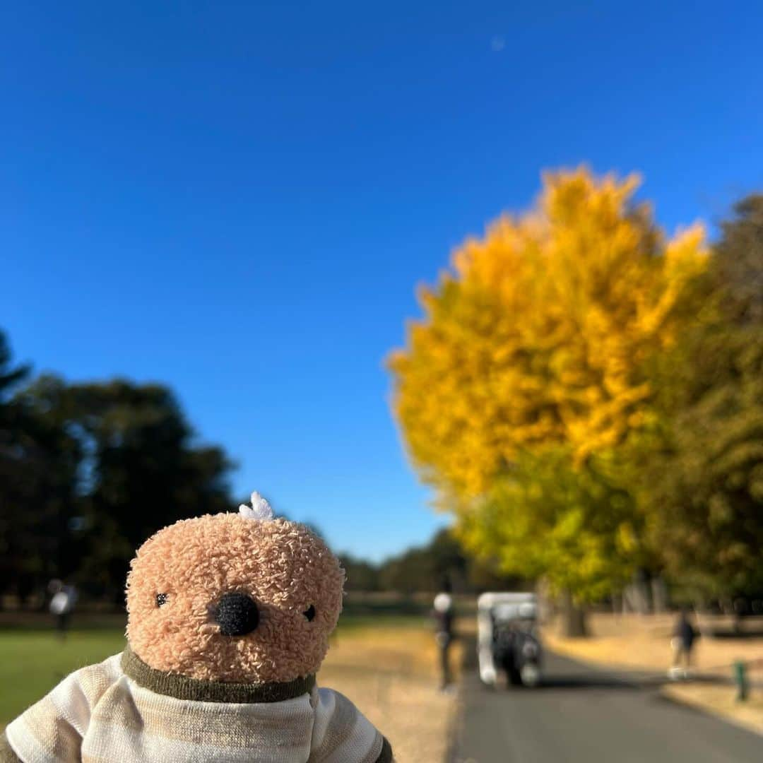 江口ともみのインスタグラム：「ジェームスだよ❣️  今日はかあさんが同級生とゴルフ⛳️だったからついてったんだけど、めっちゃいいお天気で気持ち良かったよぉ😆  沢山笑ってかあさんたち楽しそうだった😁  今年はあったかいから冬ゴルフまだまだ沢山出来そうだね⛳️またついていこーっと❣️  #fumofumosan #フモフモさん #ジェームス #ゴルフ#golf #同級生ゴルフ⛳️  #ゴルフ日和 #楽しかった #千葉カントリークラブ川間コース  #綺麗なコースでした  #シャチは手袋 #イチョウと青空のコントラスト  #母校マークのゴルフボール #東洋英和女学院 #最後はマークが若干かすれてた」