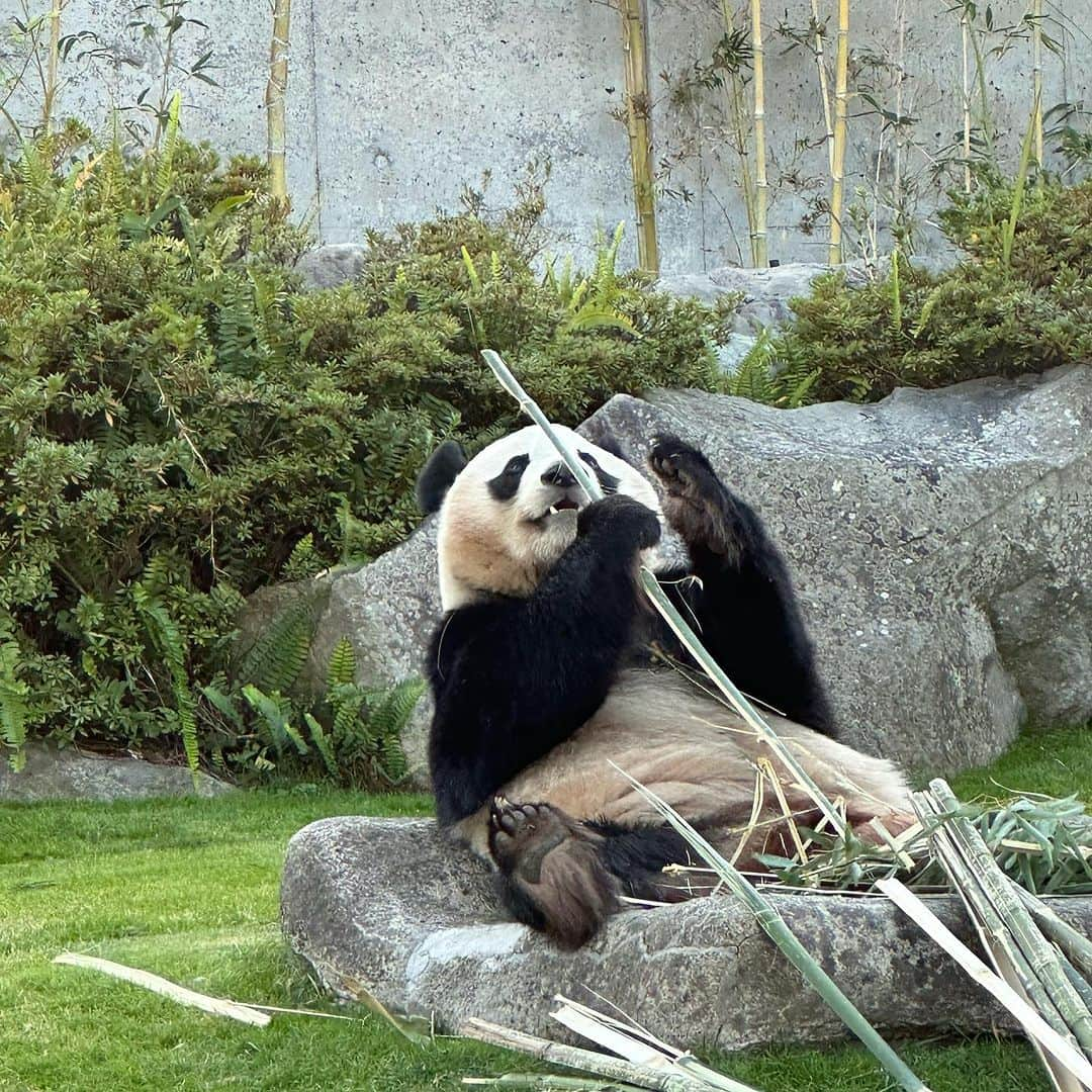 歩りえこのインスタグラム：「正解✅は和歌山へパンダに会いに行ってきました🐼 ⁡ 1年前からパンダに会いに行くのを計画してたので子供たち大喜び♡  でも2頭目、3頭目になると、もうパンダ飽きた〜と言ってましたが😅笑  ◆初めて大阪で撮影会を開催することになりました💕 ⁡ 12月23日12時15分からの6部制の各部1時間の個撮です♡ ⁡ 場所はチャンス撮影会スタジオになります。サイン入りの愛用品1点プレゼント🎁 ⁡ クリスマス撮影会と言うことで皆さんと一緒に楽しいクリスマスを過ごせたらとてもうれしいです💕 ⁡ 予約は今週木曜から始まりますのでまた始まったら再度お知らせします❣️ ⁡ まずは予定の確保だけお願いします。大阪撮影会は今後あるかどうか分からないので、関西方面にお住まいの方はぜひ参加していただけるとうれしいです🎄💕 ⁡ ☟☟☟☟☟☟ ⁡ 9/29発売歩りえこ【Hカップ・ジャーニー】デジタル写真集 ⁡ 【Amazon】1320円 https://amzn.asia/d/3eF3ZRP ⁡ FANZA bookから買うと今なら90%オフ132円💕 ⁡ https://x.gd/nVPSx (リンクはストーリーやXから飛べます) ⁡ ご購入後、ブラウザやkindleからすぐに写真集を見ることができます♡ ⁡ このdigital写真集の売れ行きが良いと紙の写真集がまた出せるのでぜひ応援よろしくお願いします❣️ ⁡ 皆さまにお願い🙇‍♀️ ⁡ AmazonやDMM(FANZA)のレビューで星を付けて下さるとすご〜く嬉しいです🥹💕 ⁡ 感想を書いて頂けたら最高にありがたいのですが、時間がなかったら星を付けて頂くだけで大丈夫です！ ⁡ レビューの多さも紙の写真集発売に繋がる超重要ポイントですので、ぜひぜひ応援よろしくお願いします🥹 ⁡ 皆さんの応援を無駄にせず、次の作品に繋がるよう私もまだまだ自分磨きをして頑張っていきますね😉💕 ⁡ ーーーーーー ⁡ ⁡ ⁡ 🌸『Hカップジャーニー』　 https://amzn.asia/d/3eF3ZRP ⁡ 🌸歩りえこ1st写真集スフィア(講談社/撮影：山岸伸) amzn.to/3yytQ6n ⁡ 🌸『ブラを捨て旅に出よう』(講談社文庫) https://amzn.asia/d/bPt23Tz ⁡ 🌸歩りえこオフィシャルファンクラブ  fanclove.jp/club/riekoayumi ⁡ お仕事や案件のお問い合わせ ↓ riekoayumi@gmail.com ※お名前、会社名、概要、電話番号お願い致します。 ⁡ #歩りえこ  #熟女 #熟女好き大歓迎 #インスタグラビア #selfie #me #i #自拍 #selfies #tbt #follow #swag #扎心了#followme #like #tokyo #japan #selfie #f4f #ootd #photo #l4l #instagood #맞팔 #tagsforlikes #몸스타그램 #东京 　#グラビア　#sexylook #美body」