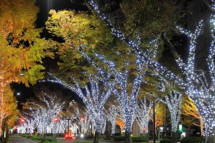 和みわかやまのインスタグラム：「. JR和歌山駅から和歌山城に向かってのびる「けやき大通り」で、来年2月末まで、夜ライトアップが実施されています✨周辺の飲食店とのタイアップや、イベントも予定されているようですので、要チェックです🤫  📷：@hashisora 📍：和歌山市近郊エリア 和歌山市  和歌山の写真に #nagomi_wakayama のハッシュタグをつけて投稿いただくと、その中から素敵な写真をリポストします😉 . . . #和歌山 #和歌山観光 #和歌山旅行 #わかやま #和みわかやま #wakayama #wakayamajapan #wakayamatrip #wakayamatravel #nagomi_wakayama #wakayamagram #イルミネーション #ライトアップ #和歌山市 #クリスマス #光の祭典 #lightup #xmas #christmas #xmasdecoration #旅行 #国内旅行 #旅行好きな人と繋がりたい #観光 #travel #trip #travelgram #japan #travelphotography」