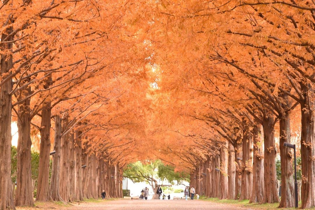 平塚市のインスタグラム：「紅葉シリーズ第３弾🍁 総合公園のメタセコイア並木道の紅葉を撮影しました📸  奥まで続く紅葉の並木道は圧巻です！空を覆うように伸びている紅葉がレンガ色に輝いています✨  お近くにお越しの際は、秋の思い出の1枚にいかがでしょうか😊  #手をつなぎたくなる街 #hiratsukagood #hiratsuka　#平塚　#湘南 #kanagawaphotoclub　#autumnleaves #紅葉　#平塚総合公園　#メタセコイア並木道 #メタセコイア　#紅葉狩り　#紅葉シーズン #秋　#秋の訪れ　#お出かけ　#秋の庭 #今日もお疲れ様でした #秋の思い出　 #instagramjapan　#igersjp　#japanphoto #dslr　#camera　#bestjapanpic」