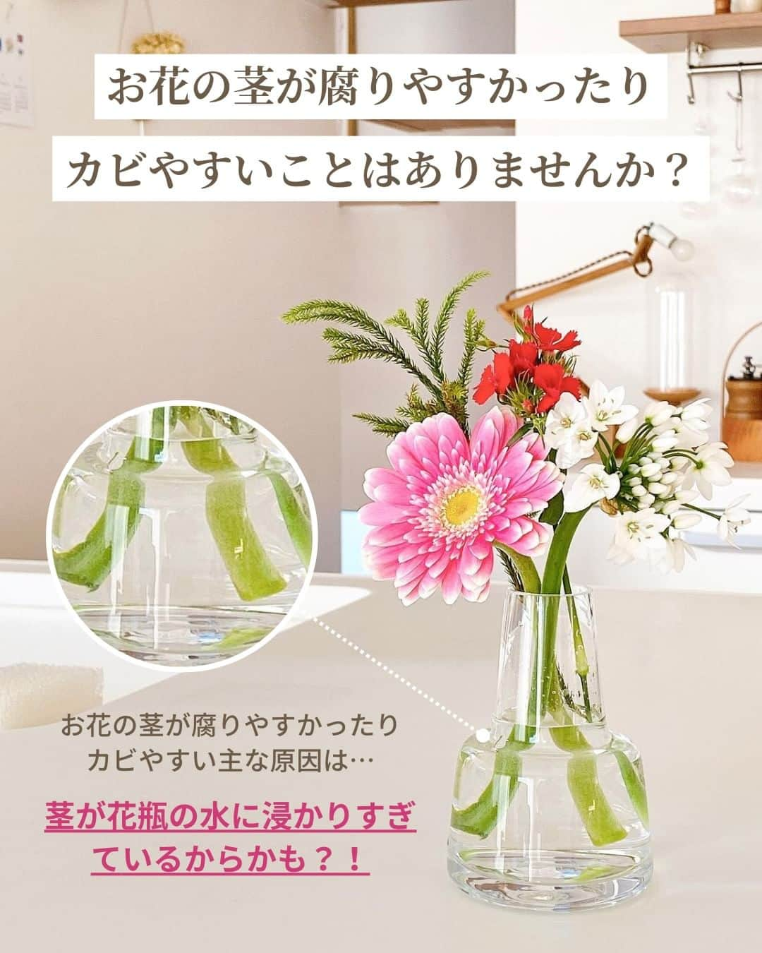 Bloomee LIFEさんのインスタグラム写真 - (Bloomee LIFEInstagram)「． みなさま、お花の茎が腐りやすかったり カビやすいことはありませんか？  原因はいくつかありますが、中でも特に 花瓶の「水」の量が多く 茎が浸かりすぎていることが考えられます👀  💡お花の茎が腐ったりカビると…？ ❶ 花瓶の水が汚れやすくなる 水に浸かりすぎることで茎は腐りやすくなりますが 腐った茎が浸かっている水を汚す原因に…  ❷水を吸い上げられなくなる 茎の中にある水を吸い上げるための 導管が機能しなくなり、 十分に水を吸い上げられなくなります。  お花の持ちにも影響が出てしまいます！  対策は“水の量を控えめに◎” 花瓶の水量は、茎の下から3～5㎝くらいでOK! また、茎が腐ったりカビが生えた場合は 茎の大胆カットがおすすめです✂  🌻特に腐りやすい花材は ガーベラやひまわり、茎の柔らかいチューリップなど ぜひ、花瓶の水量には気を付けながら  #お花のある暮らし をお楽しみくださいね✨  ーーーーーーーーーーーーーーーー  お花が届いたら『 #ブルーミー 』 をつけて投稿してみてください📸  ほかの投稿は @bloomee でチェック👀🌹  #bloomee #お花の定期便 #お花のサブスク #花部 #花写真 #花を楽しむ #花が好き #花好きな人と繋がりたい #花のある生活 #花のある生活が好き #花を飾る #暮らしを楽しむ #丁寧な暮らし #豊かな暮らし #インテリアフラワー #フラワーインテリア #ナチュラルインテリア #お花の管理 #花の管理 #水切り #水揚げ #ガーベラ #向日葵 #ひまわり #チューリップ」12月4日 18時00分 - bloomee