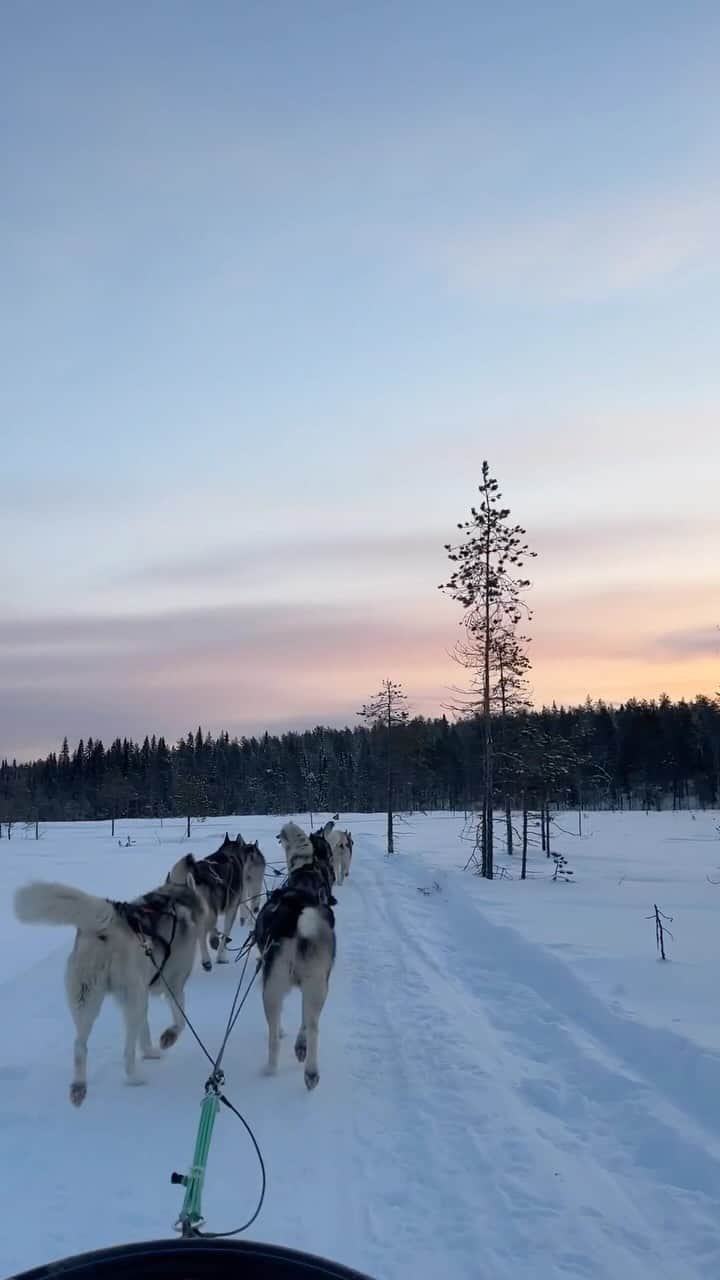 坂崎裕介のインスタグラム：「Wasedaboys is coming to santa claus village🎅  Acrossing the Arctic circle… disana ada beda dunia👼  So cold here actually like -13 degrees🥶 But what a amazing experienceee🤩 Bisa coba Husky Rides🐕 and reindeer rides🦌 Ternyata di kota ini reindeer lebih banyak daripada manusia😭shock banget…😵‍💫」