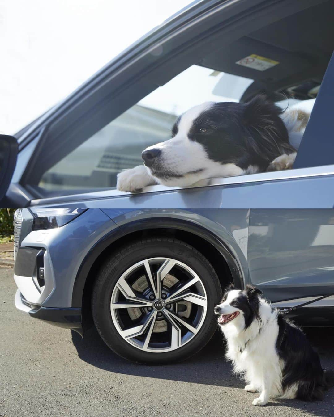 アウディ ジャパンさんのインスタグラム写真 - (アウディ ジャパンInstagram)「Audi Q4 Sportback e-tronで行く 愛犬との1泊2日のドライブ旅 ①   今回の旅の目的地である軽井沢への道すがら訪れたのは、 古き良きアメリカの街並みが広がる「JOHNSON TOWN」。   普段とは違う景色にご機嫌な愛犬「ルビー」とともに、異国情緒あふれる街で散策とランチを満喫。   ペットと一緒に入れるお店も多く、地元の方の散歩ルートにもなっている「JOHNSON TOWN」。 今回は道中の休憩のために寄ったけれど、次は時間のあるときにじっくり回ってみたい。     Supported by：JOHNSON TOWN ルビー：@ruby.0731   *特別に許可を得て撮影しています。   #Audi #AudiQ4 #AudiQ4Sportbacketron #アウディ #AudiJapan #アウディジャパン #アウディのある風景 #アウディのある生活 #電気自動車 #SUV #電動SUV #EV #ジョンソンタウン #ボーダーコリー #ペットのいる生活 #ペットと暮らす #ペットとずっと #わんだふるらいふ #いぬすたぐらむ #🐶 #犬のいる暮らし #愛犬との暮らし #ペットドライブ #愛犬とドライブ #愛犬ドライブ #犬とドライブ #犬ドライブ #ペット旅行  #愛犬と旅行 #愛犬旅行」12月4日 18時11分 - audijapan