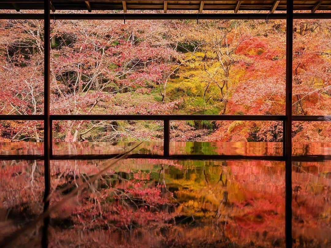 田島知華のインスタグラム：「【Japan🇯🇵Kyoto】 記憶に残る美しい秋といえば、やはり京都🍁 瑠璃の庭の木々が赤やオレンジに染まり机に反射する画は、忘れられない秋の思い出。 Copyright © TAJIHARU  PENTAX K-1 MarkⅡ  HD PENTAX-D FA 15-30mmF2.8ED SDM WR _ #たじはるトリップ #TAJIHARU_japan #日本 #京都 #瑠璃光院 #紅葉 #日本の秋 #紅葉狩り #リフレクション #カメラ女子 #国内旅行 #japan #kyoto #rurikoin #japantrip #autumnleaves #reflection #igersjp #ptk_japan #photo_jpn #lovers_nippon #japan_daytime_view #bestjapanpics #beautifuldestinations #earthpix #discoverearth #wonderful_places #awesome_phototrip」