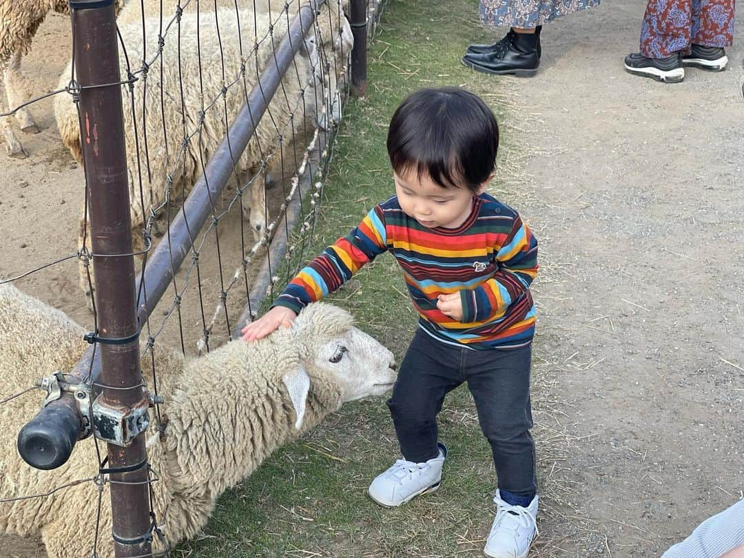 田中響子さんのインスタグラム写真 - (田中響子Instagram)「少し前の東京ドイツ村🇩🇪  我が家はドイツ村気に入りすぎて リピートしております。  動物好きの息子は餌やりができる こども動物園が大好き🐏 こちらのエサにかなり課金してます…！ (あとトーマスの乗り物)  ちょうどイルミネーションが 始まった日に行けてラッキーでした。 (イルミネーション人気スポットだと この日まで知らなかった🫣)  暖かくなったらまた行こうね〜🤍」12月4日 18時18分 - coco.golf