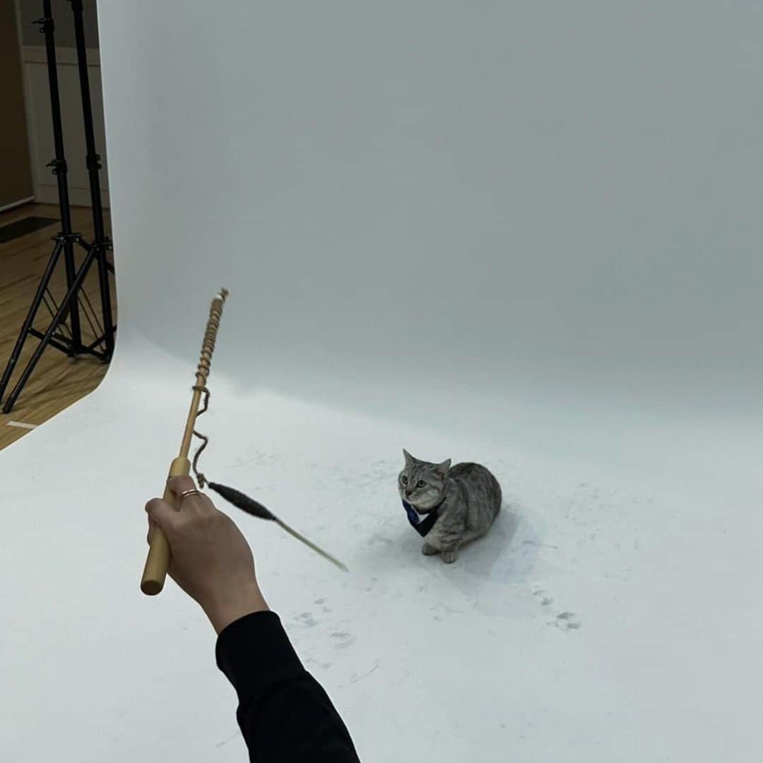 宮本佳林さんのインスタグラム写真 - (宮本佳林Instagram)「♡  バースデーグッズの撮影裏側🐶🐱  シェル(猫)の逃げ具合半端ないし エポワス(犬)のポツンと感可愛い😂  (ストレスがないよう注意しながら撮影しました！)  アクスタ作っていただいたので ぜひ！  #猫 #犬 #マンチカン #トイプードル」12月4日 18時41分 - karin_miyamoto.official