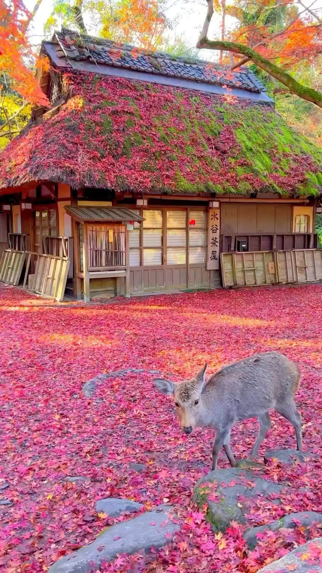 Awesome Wonderful Natureのインスタグラム：「Nara Park in Japan by @1min.traveller 🥰🍁 . Nara Park is a famous public park located in Nara, Japan. It is known for its picturesque scenery, historic landmarks, and the large population of free-roaming deer that are considered sacred and protected. Visitors can enjoy the beautiful natural surroundings, feed the deer, and explore the nearby temples and attractions.  Nara Park is exceptional beautiful during fall season.  Best time to visit is in late November and early December. Tag who you’d go with! 😍🙌🏼 . 📹 by @1min.traveller✨ 📍Nara Park, Nara Prefecture - Japan 🇯🇵」