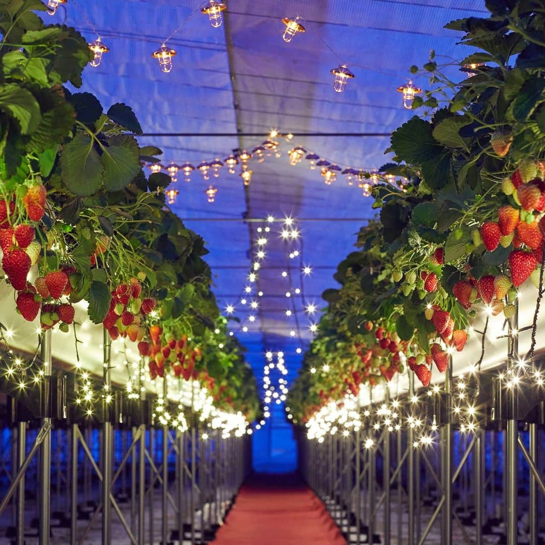 星野リゾートのインスタグラム：「【ナイトストロベリーツアー🍓】 📍リゾナーレ熱海 - RISONARE Atami  イルミネーション輝くハウスを1日1組限定で貸切りにして行う、夜のいちご狩り。ロゼシャンパンを片手に、静岡県生まれのいちご「紅ほっぺ」を思う存分楽しめます。  また、11回目の開催となる今回は、摘みたてのいちごを使用したミルフィーユ作り体験も。イルミネーションを眺めながら食べるオリジナルミルフィーユの美味しさは格別です。  開催は2024年1月6日〜3月30日の偶数日です。ぜひご堪能ください。  #HoshinoResorts #星野リゾート #Risonare #リゾナーレ #RisonareAtami #リゾナーレ熱海 #静岡 #熱海  #atami #熱海温泉 #熱海旅行 #伊豆旅行 #熱海ホテル #オーシャンビュー #絶景ホテル #子連れ旅行 #家族旅行 #リゾートホテル #育旅 #ホカンス  #いちご #ストロベリー #いちご狩り」