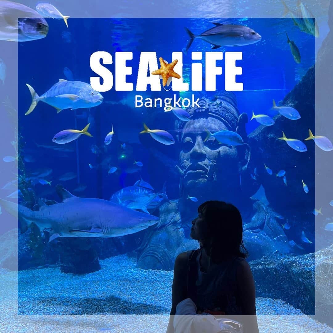 高本采実のインスタグラム：「🐟 趣味の水族館巡りも欠かせない！ ということで東南アジア最大級の水族館 「シーライフ・バンコク・オーシャン・ワールド （Sea Life Bangkok Ocean World）」へ！ @sealifebangkok_official  ナマズ釣りの翌日に行ってきました🐟 淡水から海水まで充実しすぎてて最高！ そして展示解説は各魚種の保全状況も記載してあったり、巨大水槽の中に仏像があったり、日本では見られない珍しい魚もいたりと、見応えがかなりありました！  それから大好きなサメ🦈の展示も面白く 上からも下からもじっくり観察できるようになっています。  ショッピングモールの中にあって駅からも近いので、バンコクへ行った際は訪れてみてください🐟🌟  . . . .  #sealife #sealifebangkok #siamparagon #aquarium #Bangkok #Thailand #タイ #バンコク #水族館巡り #水族館 #東南アジア #推し活 #大物ハンター #アングラー #fishinggirl #钓鱼 #高本采実 #あやみん #ayamistagram」