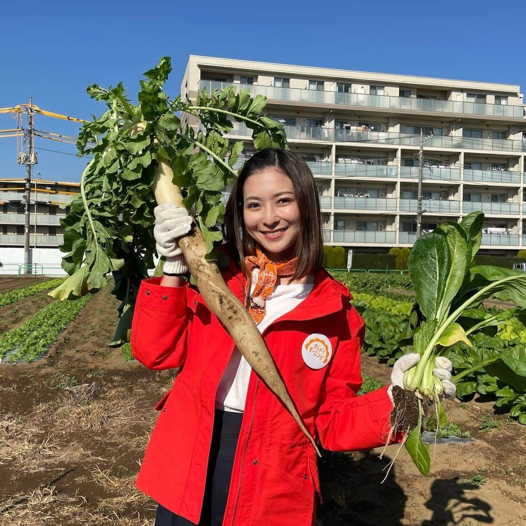 住田紗里のインスタグラム：「練馬ダイコンと伝統小松菜。 取材で収穫させていただきました！！ 練馬ダイコンは大きくて立派で、 びくともせず、、、 伝統小松菜は柔らかいので、折れないように、優しく持つのが難しかったです。  どちらも食べさせていただきましたよ〜 優しくほっとする味わいでした🤤  #練馬ダイコン#伝統小松菜 #ダイコン#小松菜#練馬#江戸東京野菜#江戸#野菜#vegetables#農業#agriculture#グッドモーニング#あらいーな」