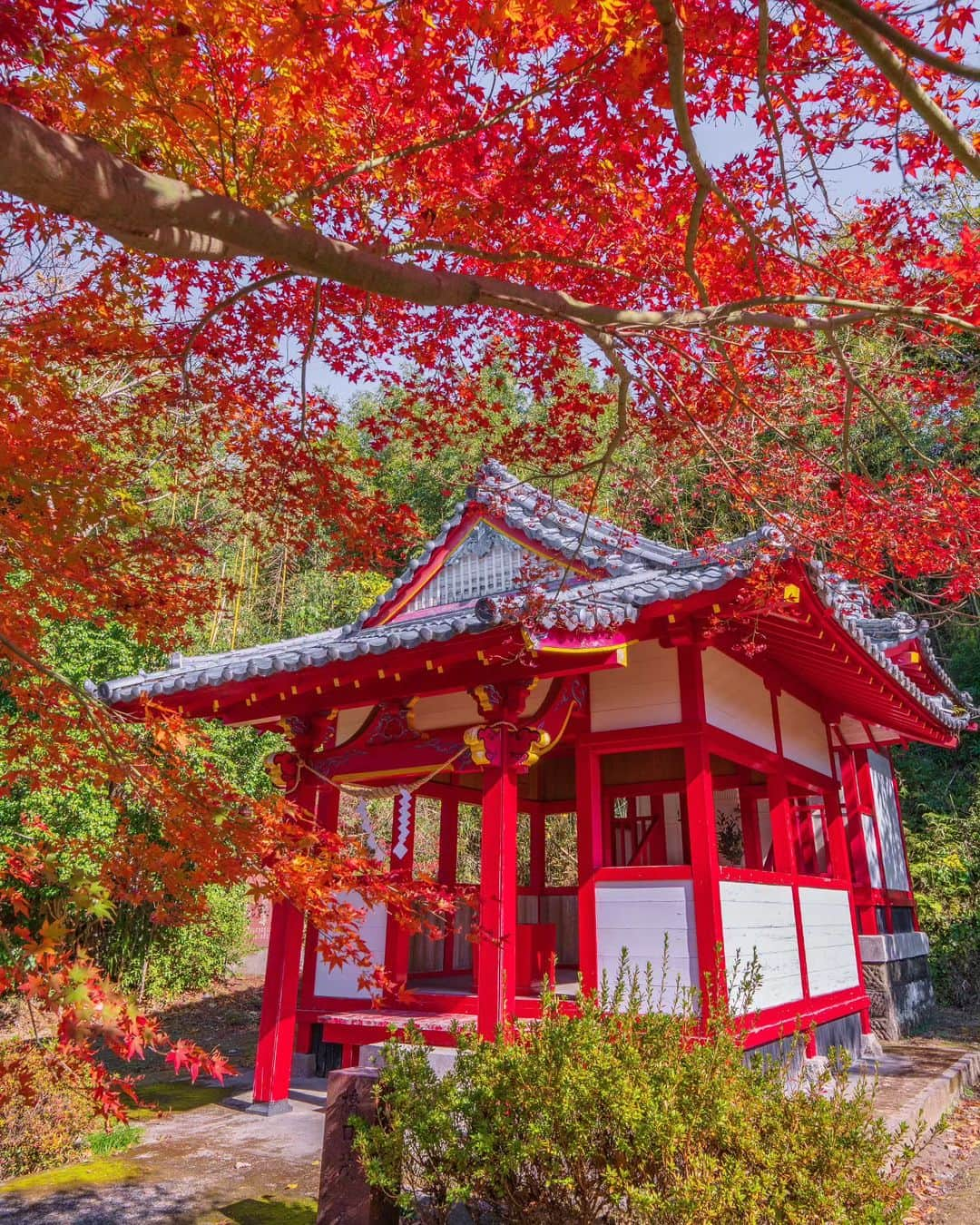 鹿児島よかもん再発見のインスタグラム：「南さつま市金峰町白川の日枝神社にて＼(^o^)／ R5/12/2  特別、紅葉の名所となっていない神社であっても、もみじやイチョウがあるところは多いもの  と、言うことで、訪ねてみたらバッチリ見頃でした🍁  #鹿児島 #鹿児島紅葉 #鹿児島観光 #南さつま市 #南さつま市金峰町 #金峰町 #金峰町白川 #日枝神社 #白川日枝神社 #神社 #鹿児島の自然 #鹿児島の風景 #紅葉 #もみじ #kagoshima #kagoshimaphoto  #kagoshimaphotograph  #japan  #kyusyu」