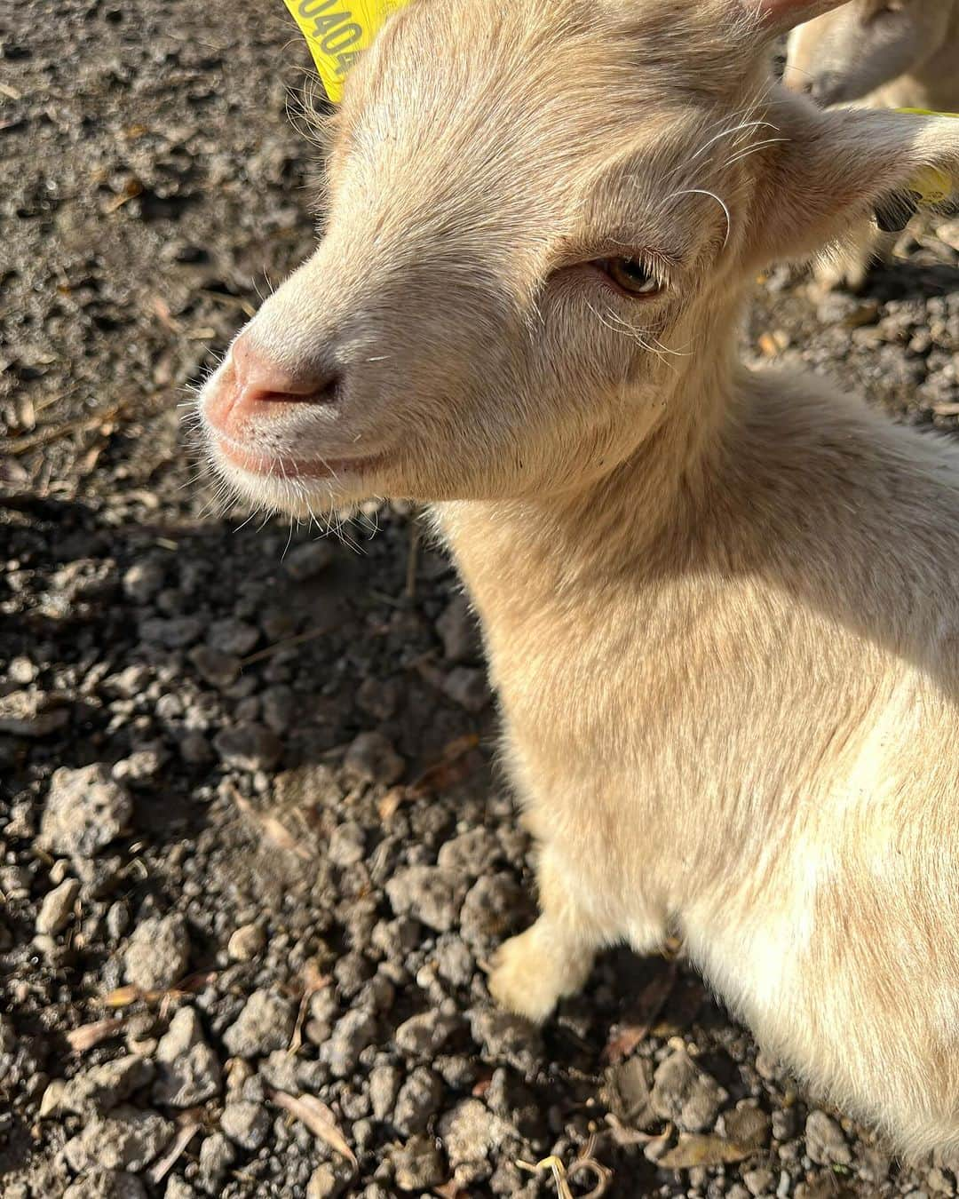 HISANAさんのインスタグラム写真 - (HISANAInstagram)「すずちゃん動物が大好きなので、パリの牧場に行ったよ🐏 🌳Les Fermes de Gally  すごく綺麗でかわいい牧場🐖🐓🐄🐐 ひつじややぎさんたちにごはんをあげれて嬉しそうでした👧🏻💕  料金はこちら3歳以下は無料で3歳から4.90€ 12歳から5,30€  #2歳#2歳女の子#誕生日#パリ旅行#子連れパリ#子連れ海外#2yearsold#paris」12月4日 19時46分 - hisana22